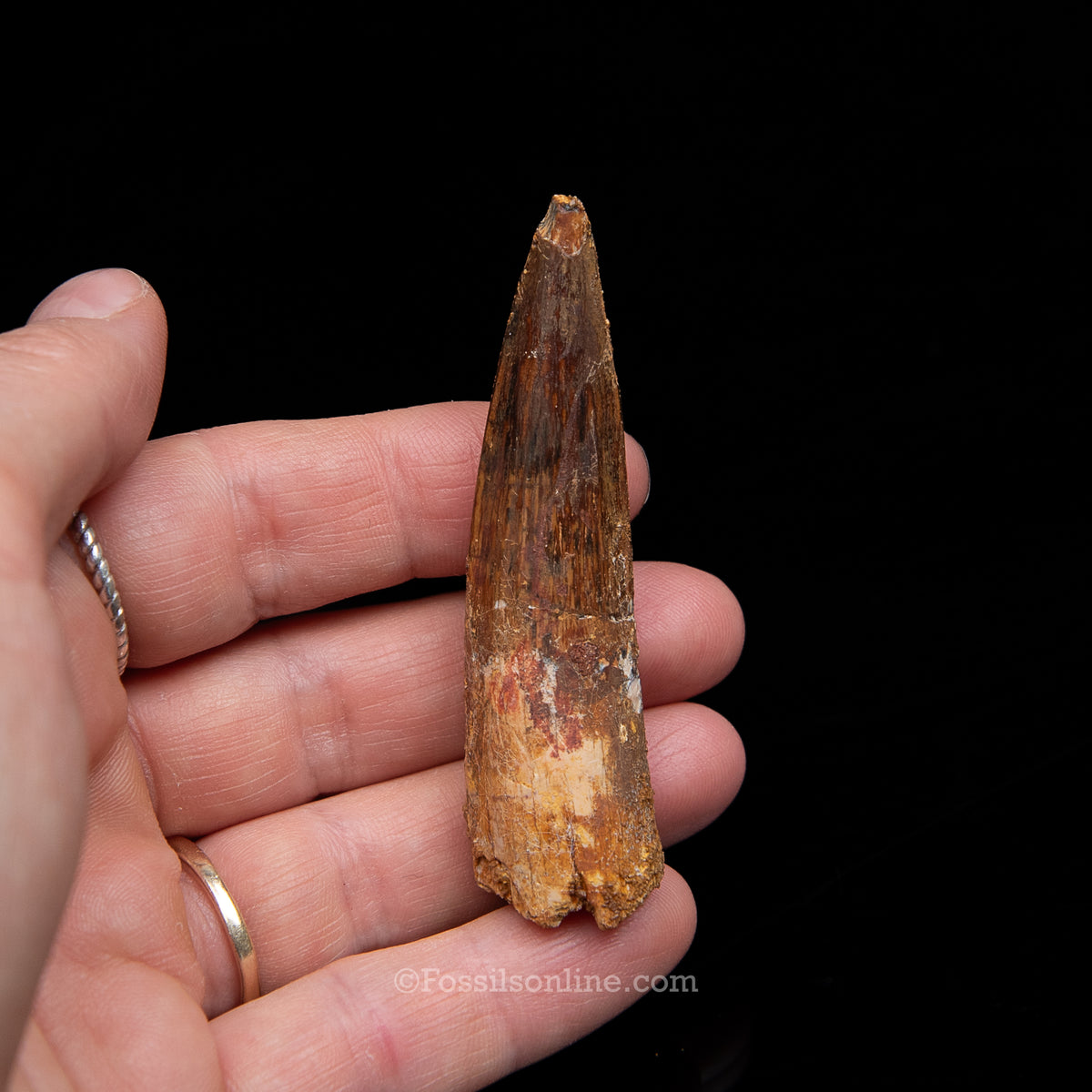 Spinosaurus Dinosaur Tooth Med Case