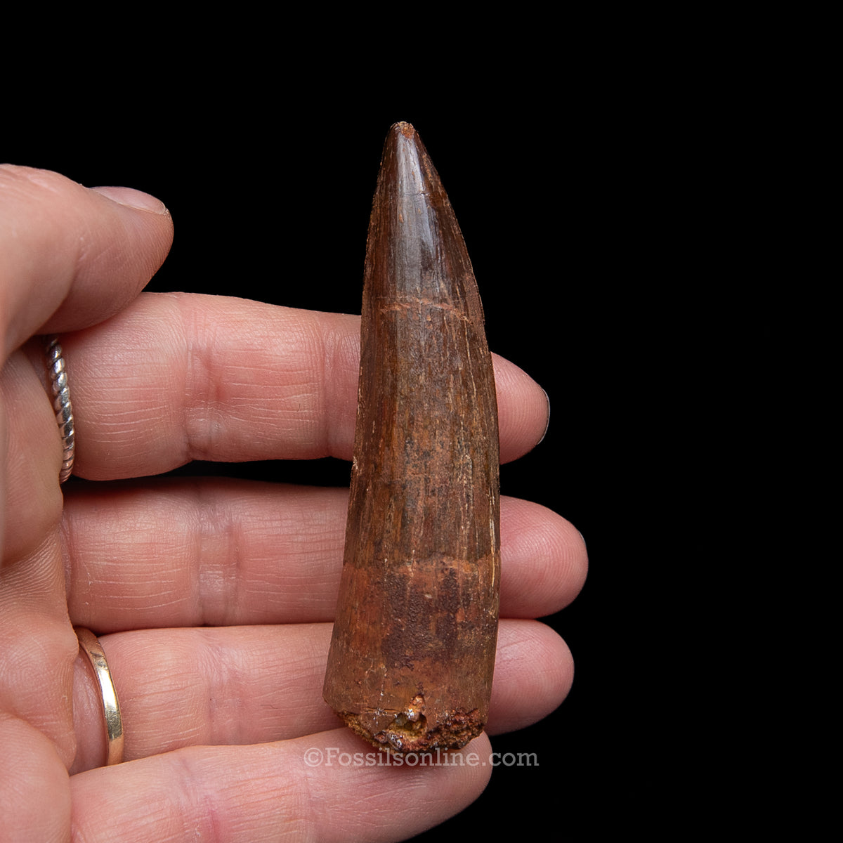 Spinosaurus Dinosaur Tooth Med Case