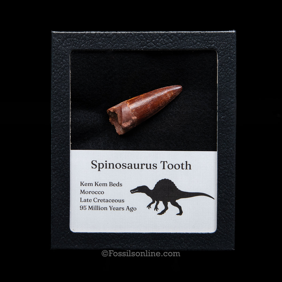 Premium Spinosaurus Dinosaur Tooth Med Case