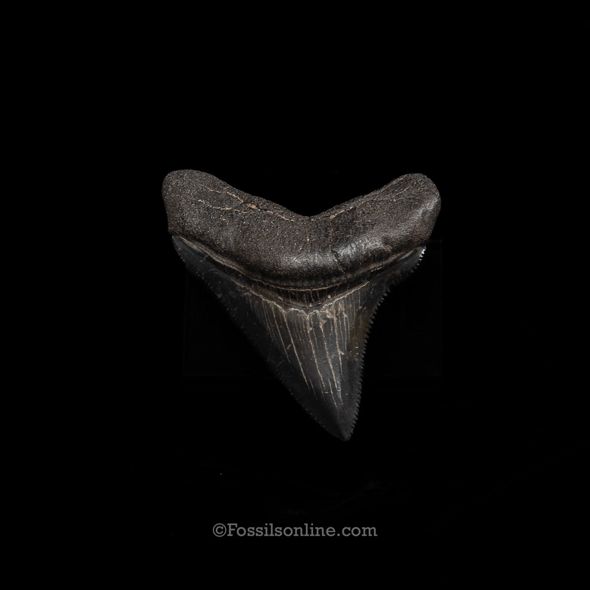 GENUINE PREHISTORIC FOSSIL TOOTH — Chub 2.41", South Carolina