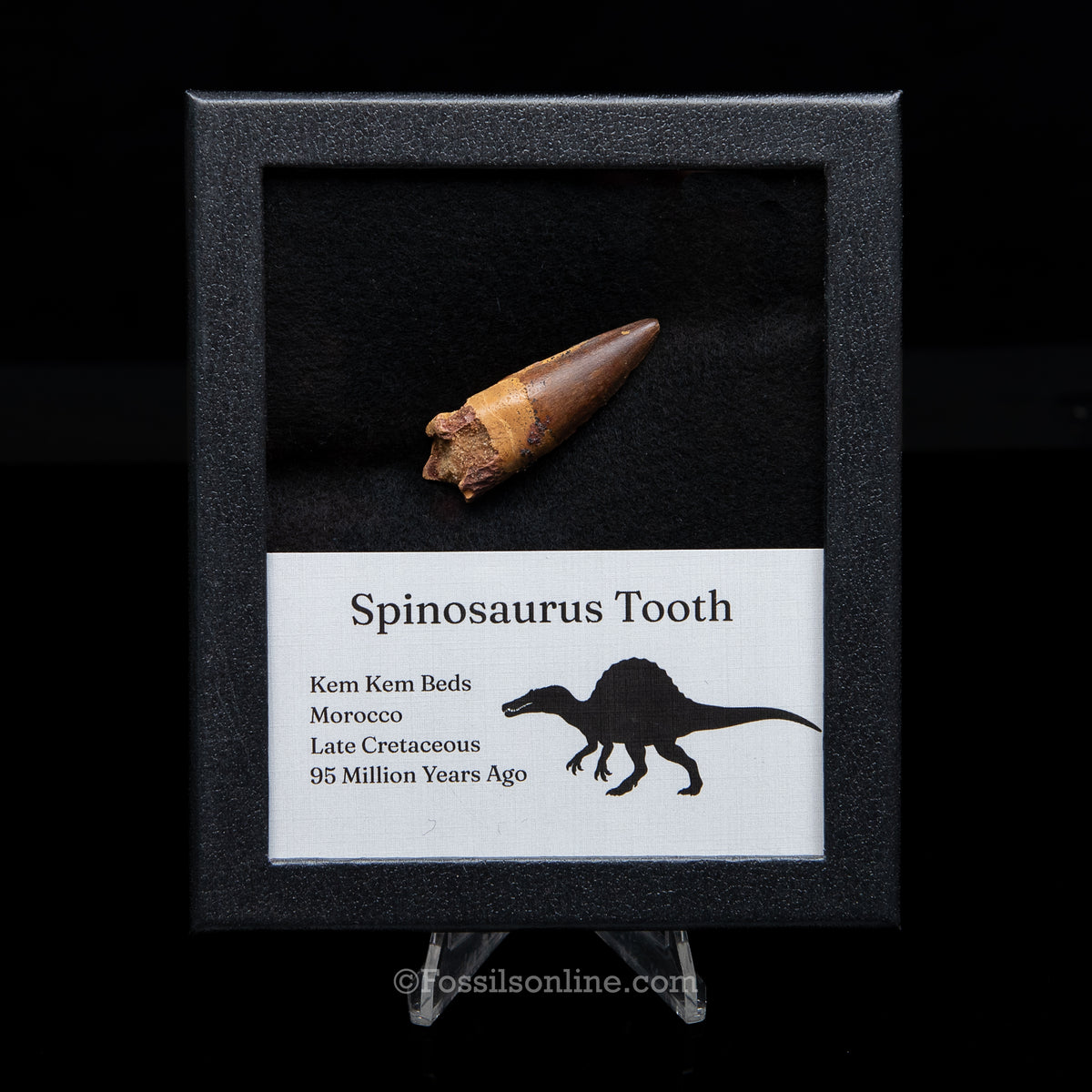 Premium Spinosaurus Dinosaur Tooth Med Case