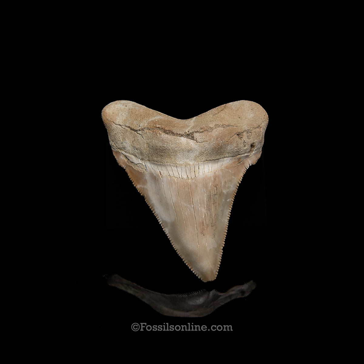 Genuine Prehistoric Fossil Tooth — Angustidens 2.25", Summerville SC