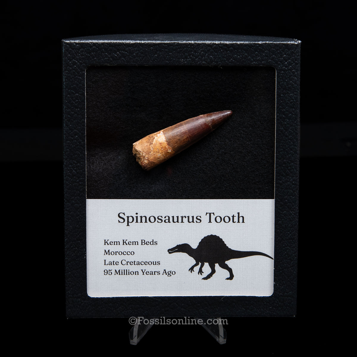 Spinosaurus Dinosaur Tooth Med Case