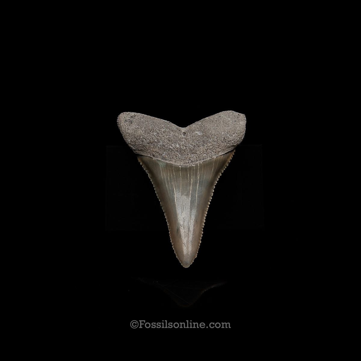 Genuine Prehistoric Fossil Tooth — Great White 1.95",  FL