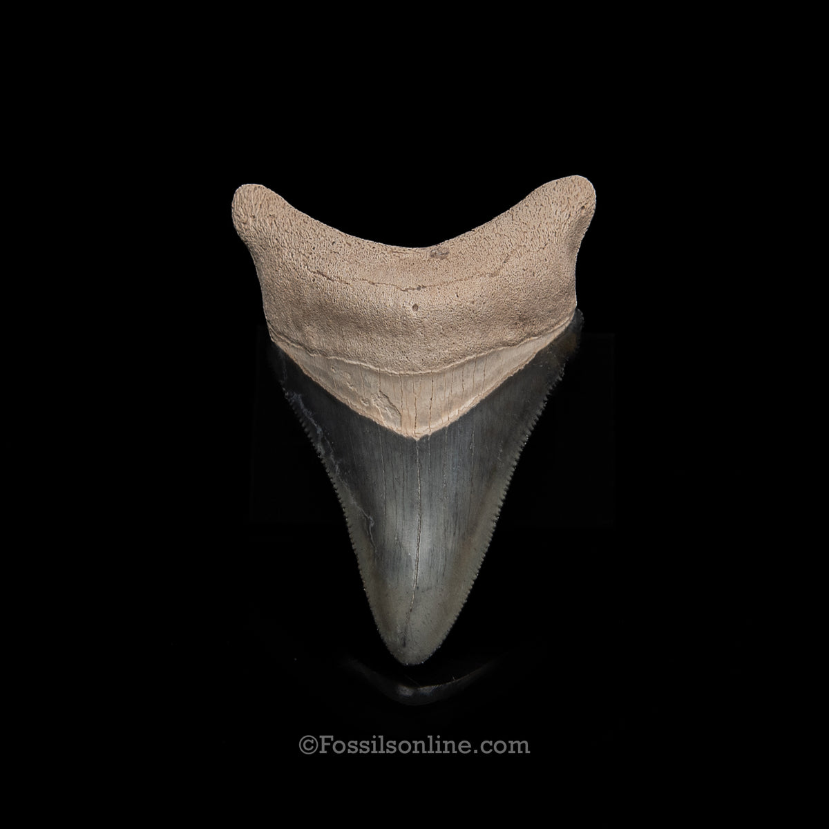 Genuine Prehistoric Fossil Tooth — Meg 2.55", BV Florida