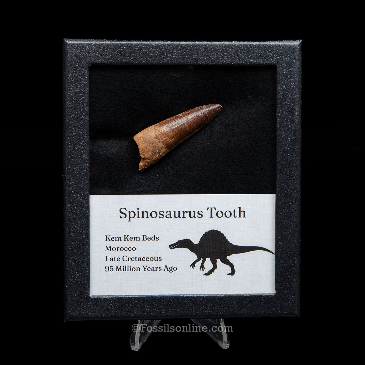 Spinosaurus Dinosaur Tooth Med Case