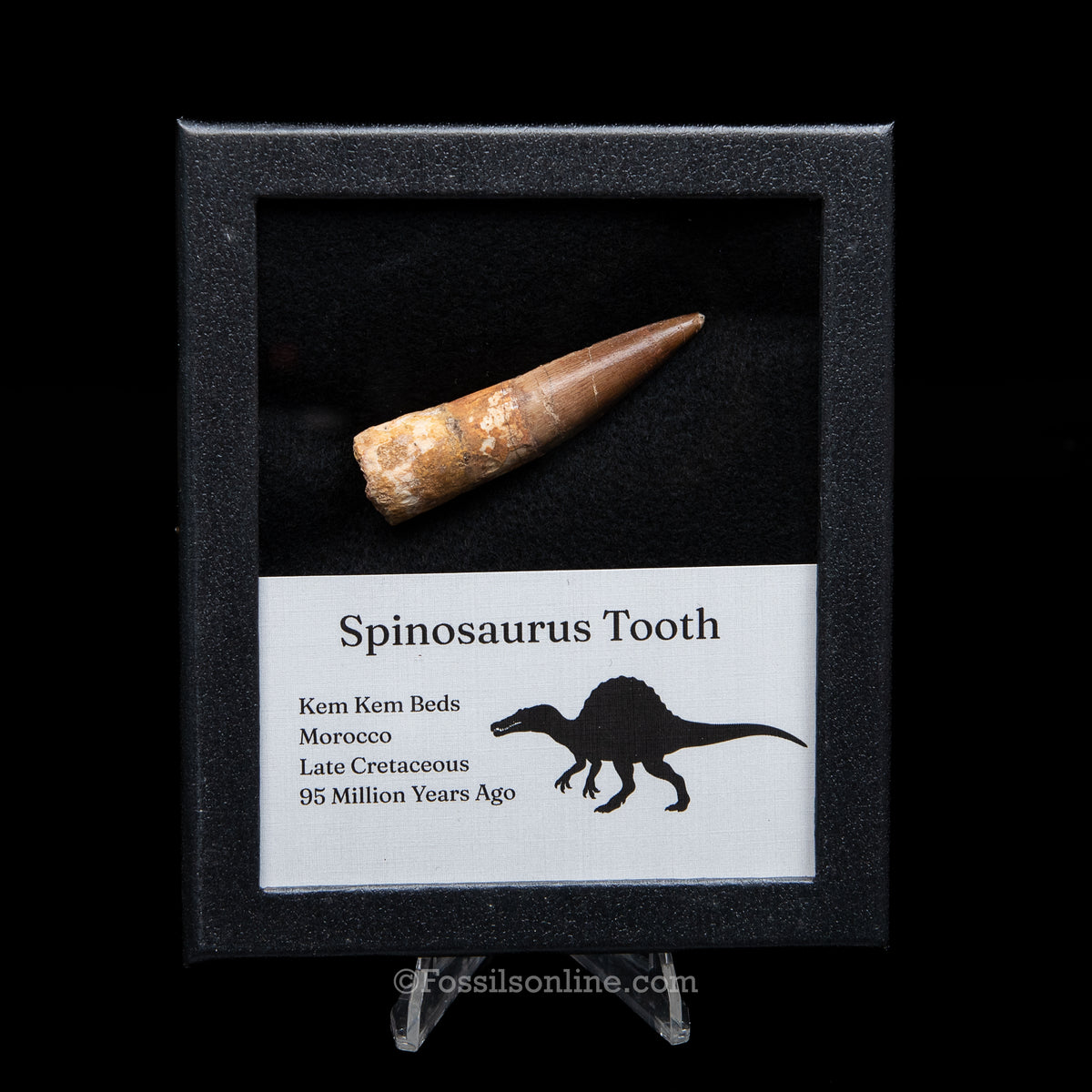 Spinosaurus Dinosaur Tooth Med Case