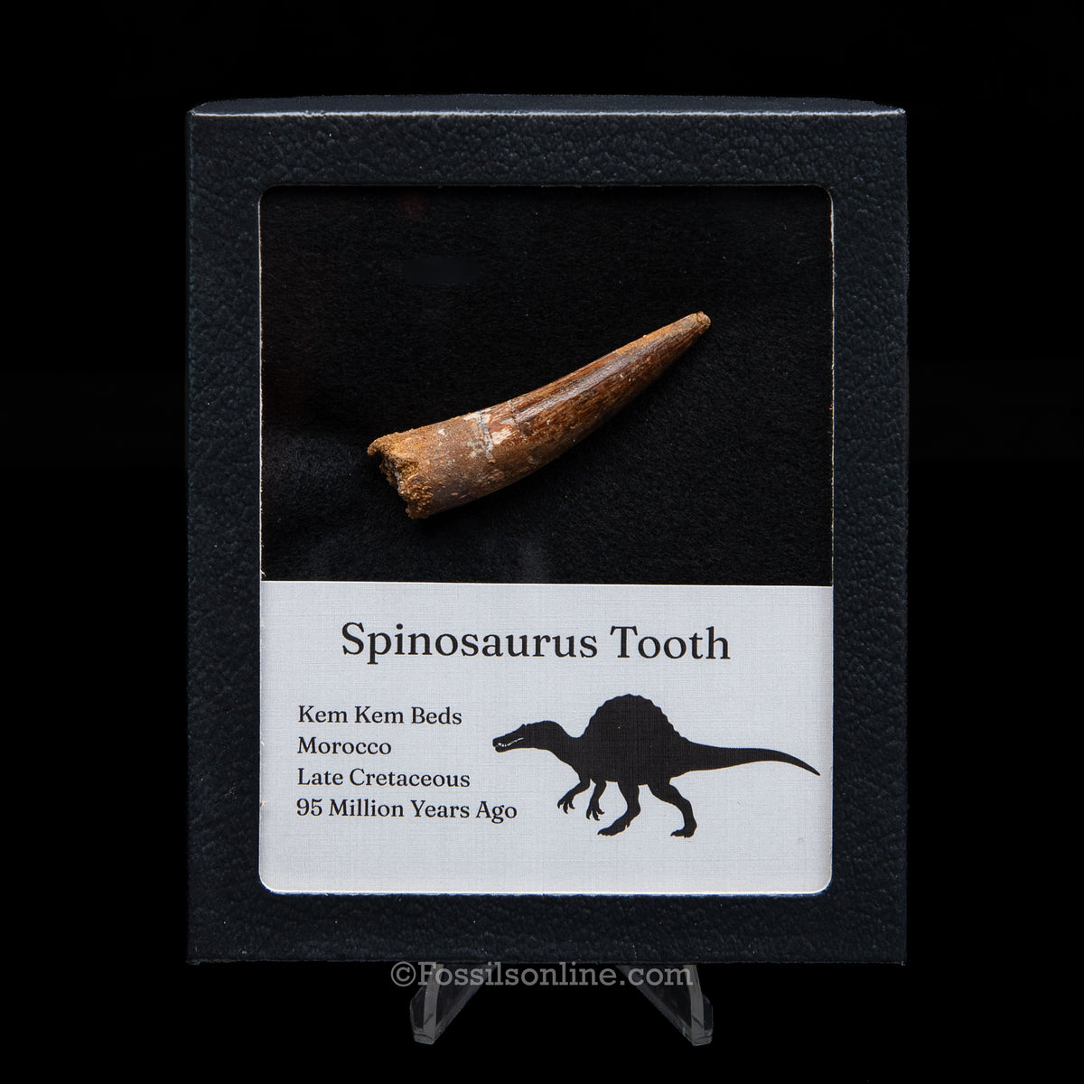 Spinosaurus Dinosaur Tooth Med Case