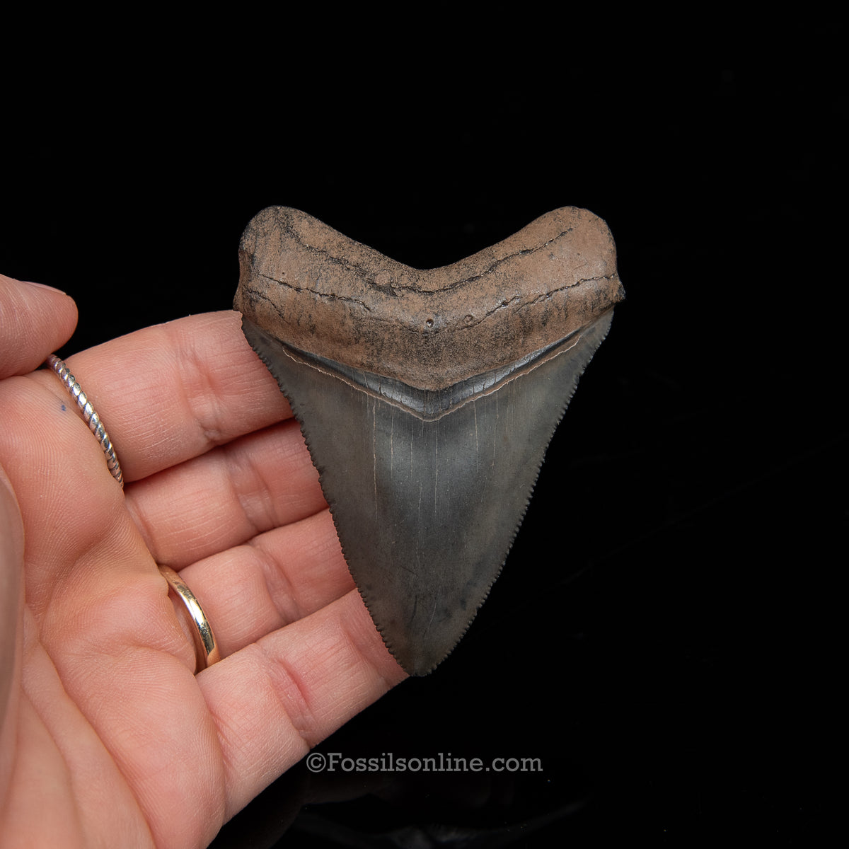 Genuine Prehistoric Fossil Tooth — Meg 2.82", Peace River FL