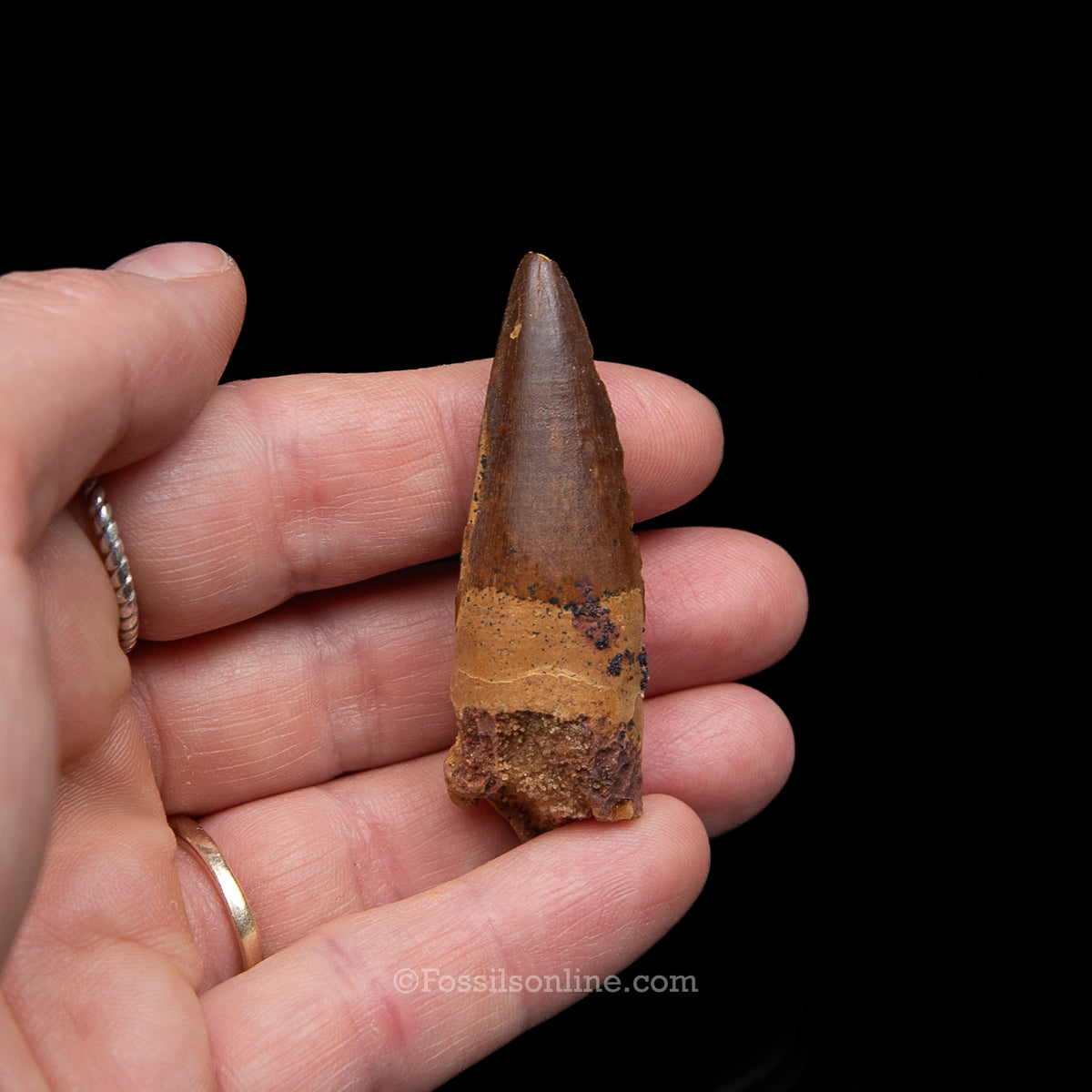 Premium Spinosaurus Dinosaur Tooth Med Case