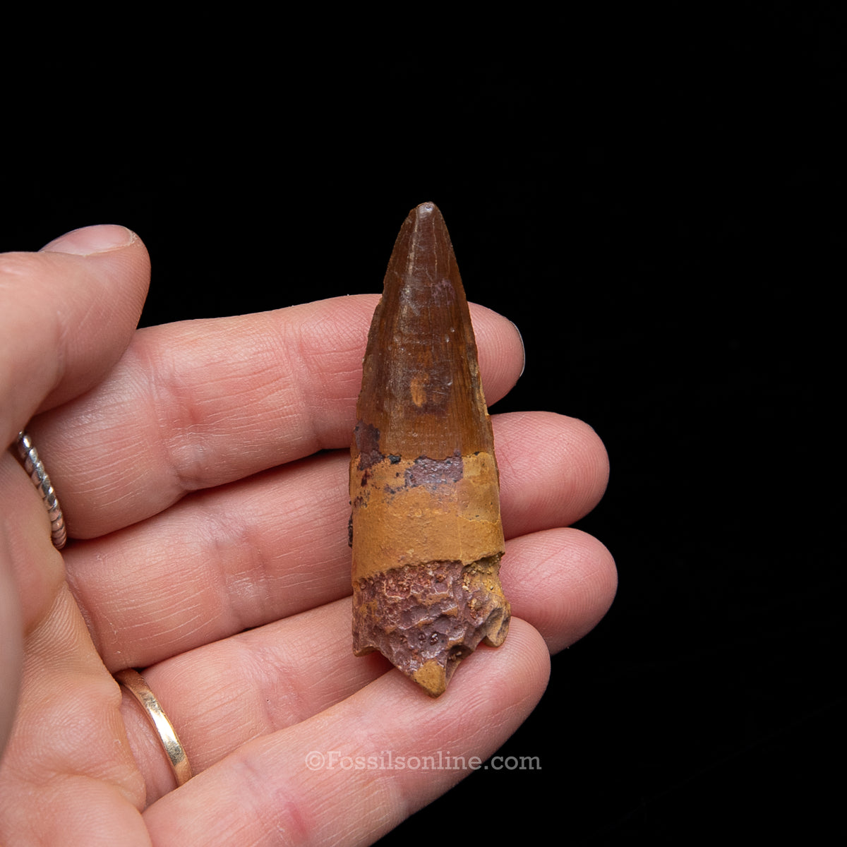 Premium Spinosaurus Dinosaur Tooth Med Case