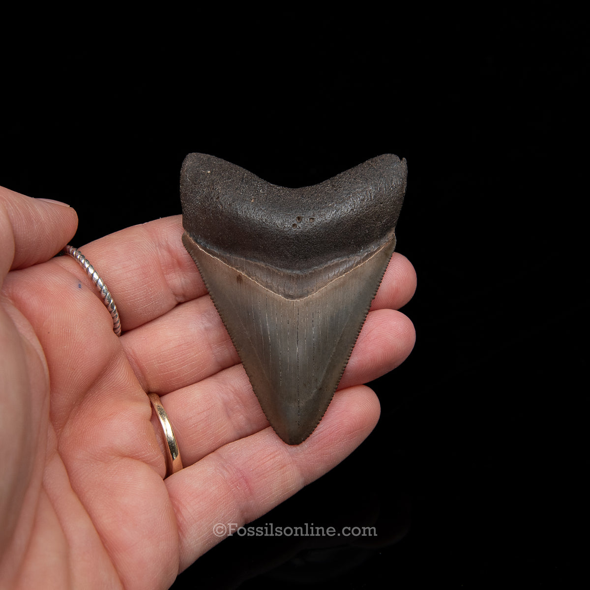 Genuine Prehistoric Fossil Tooth — Meg 2.60", Peace River FL
