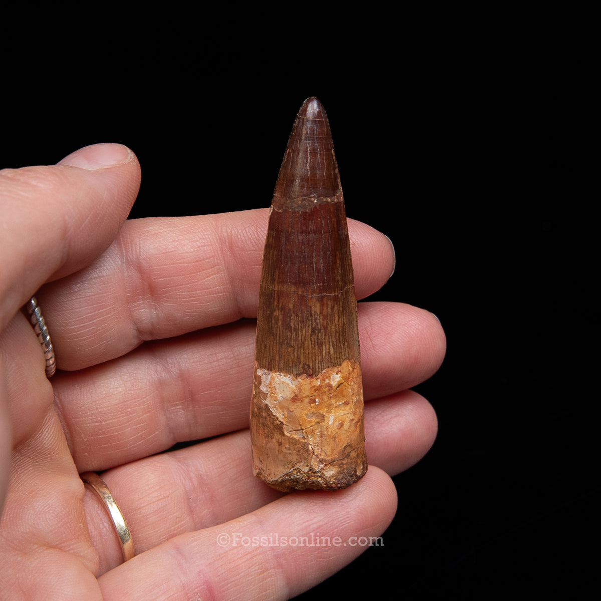 Spinosaurus Dinosaur Tooth Med Case