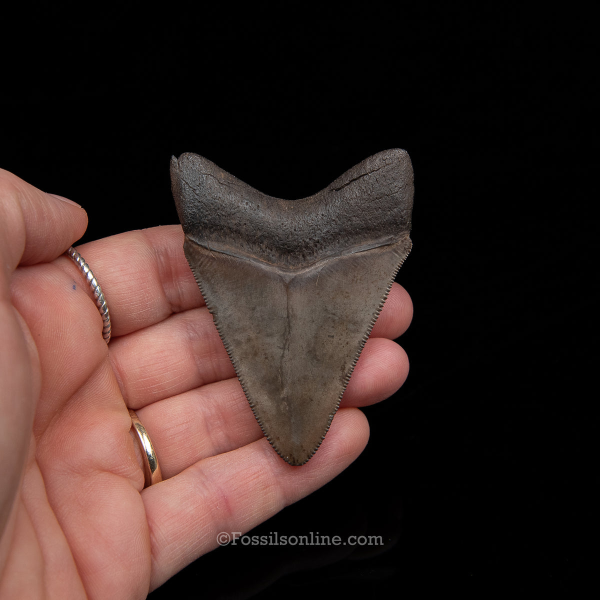 Genuine Prehistoric Fossil Tooth — Meg 2.60", Peace River FL