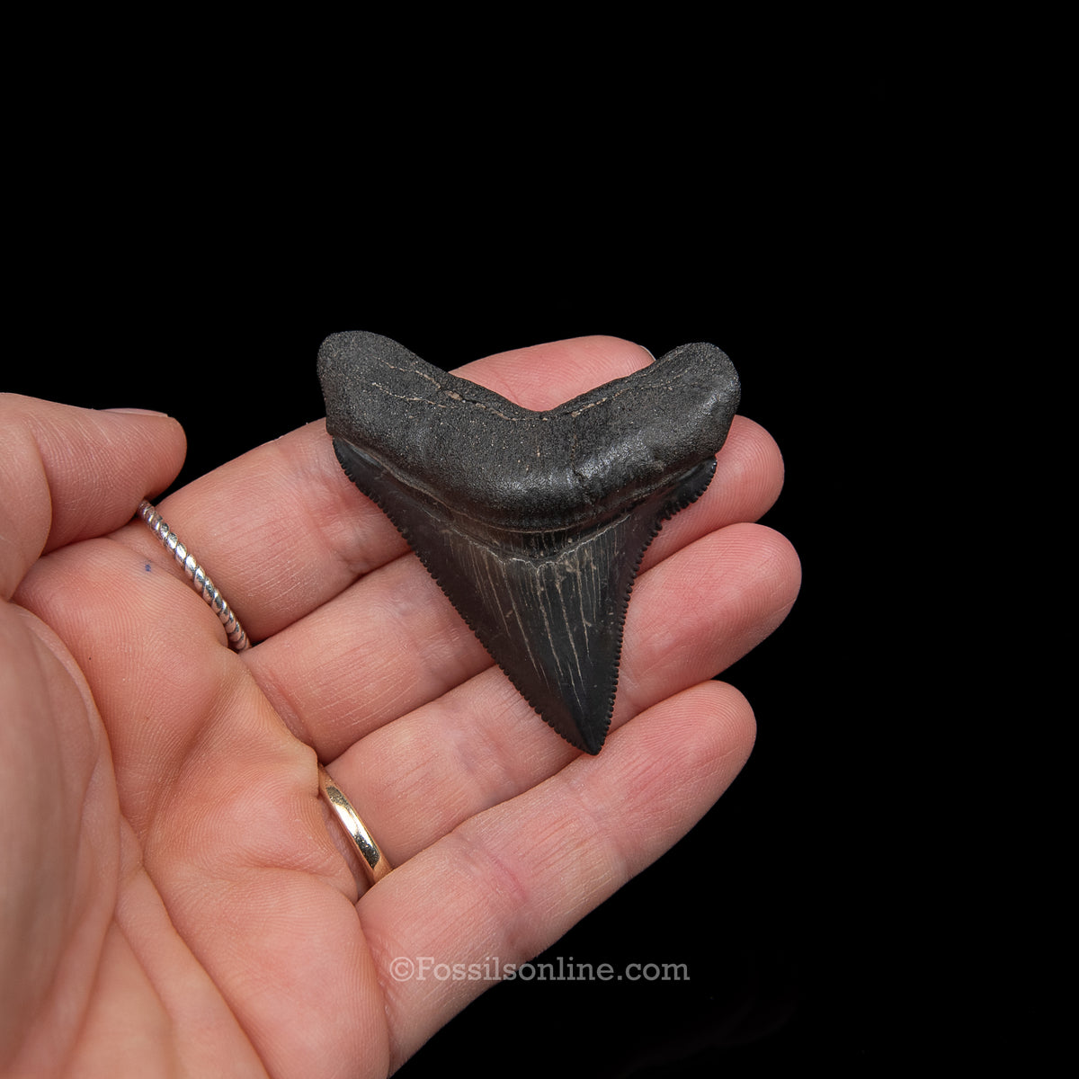 GENUINE PREHISTORIC FOSSIL TOOTH — Chub 2.41", South Carolina