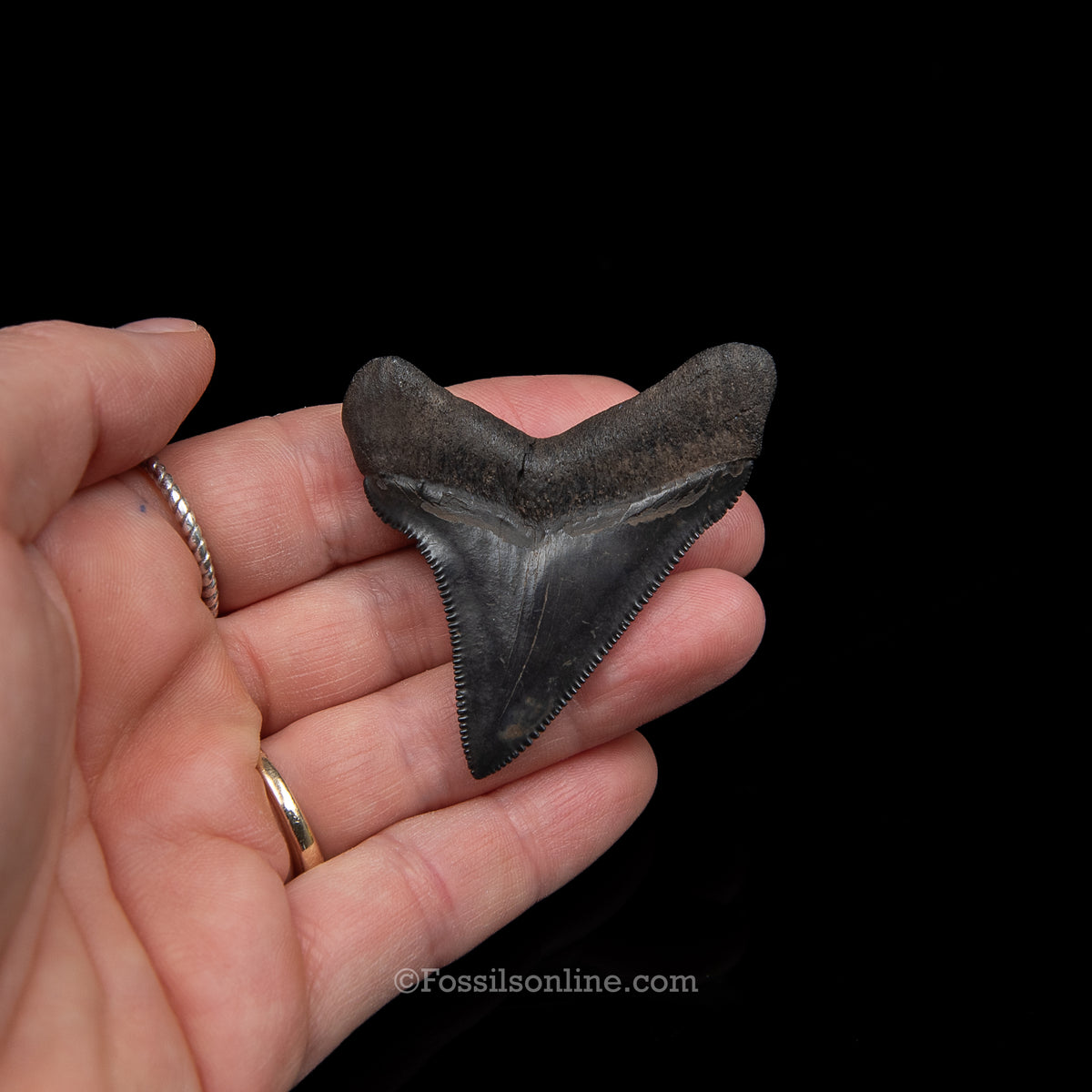 GENUINE PREHISTORIC FOSSIL TOOTH — Chub 2.41", South Carolina