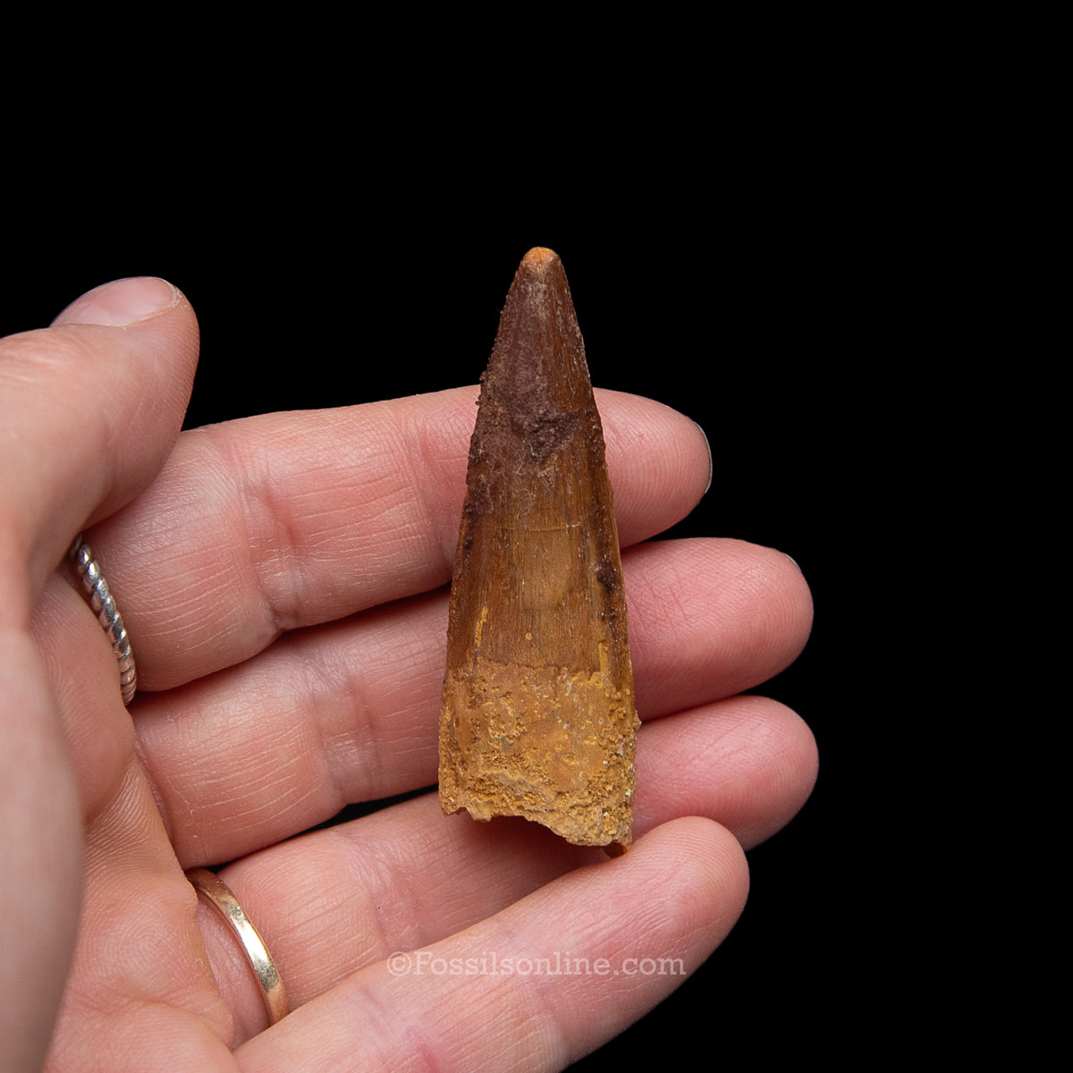 Spinosaurus Dinosaur Tooth Med Case