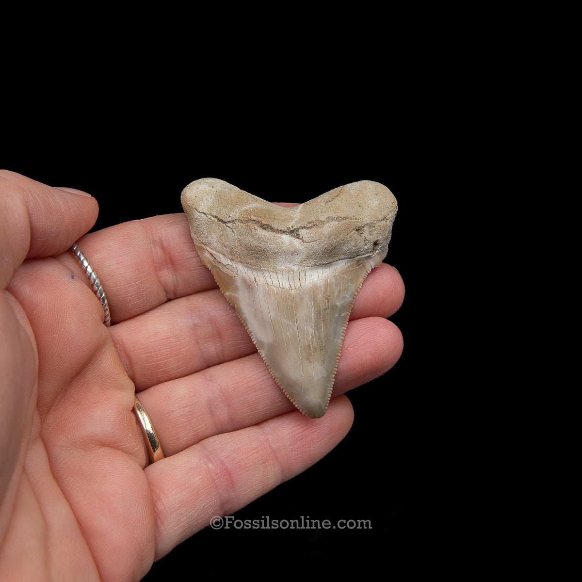 Genuine Prehistoric Fossil Tooth — Angustidens 2.25", Summerville SC