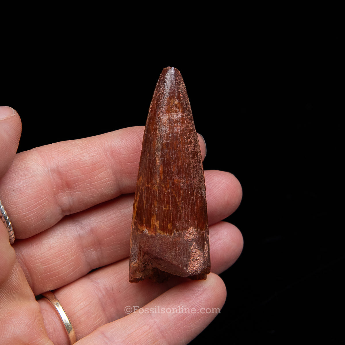 Premium Spinosaurus Dinosaur Tooth Med Case