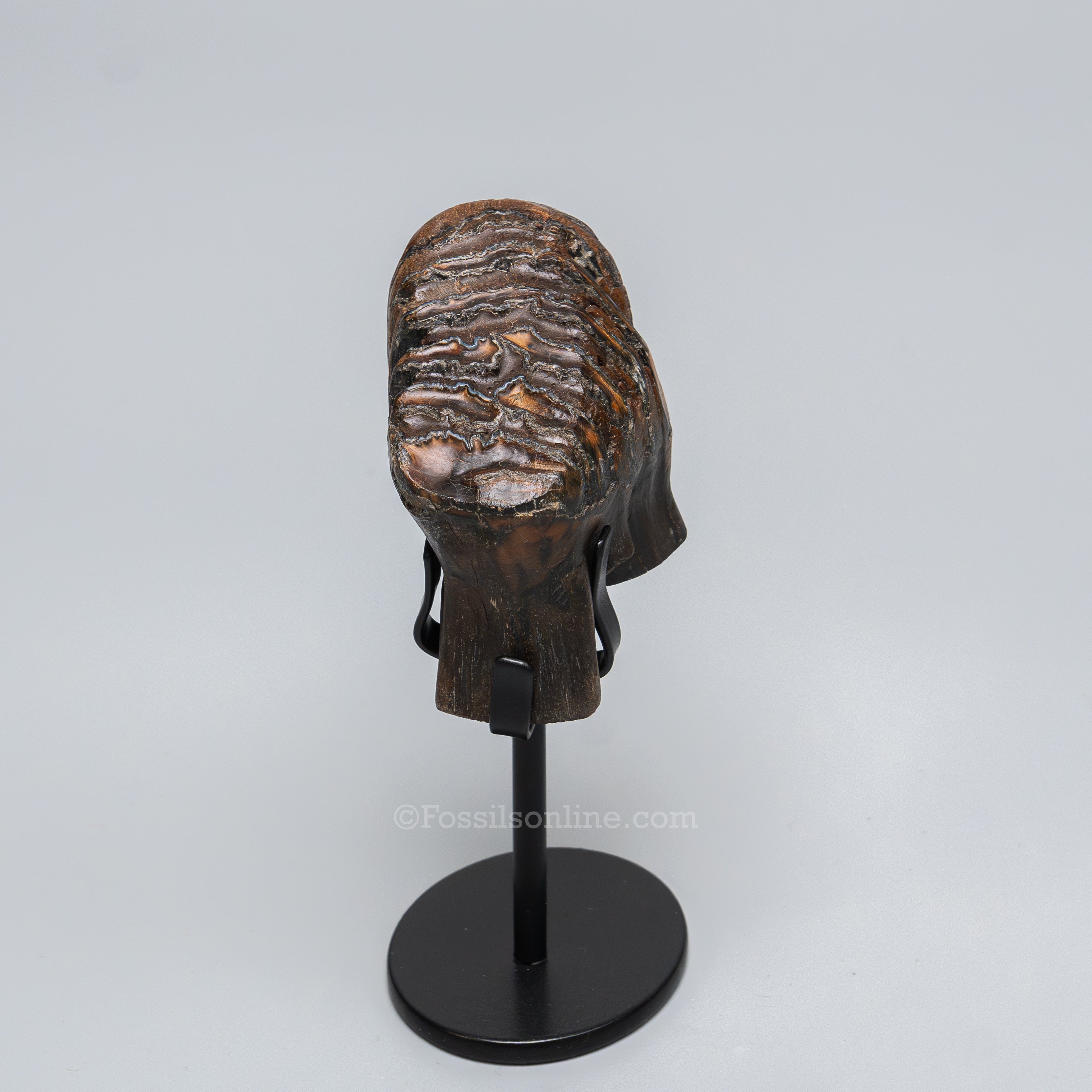 Juvenile Woolly Mammoth Tooth on Display Stand