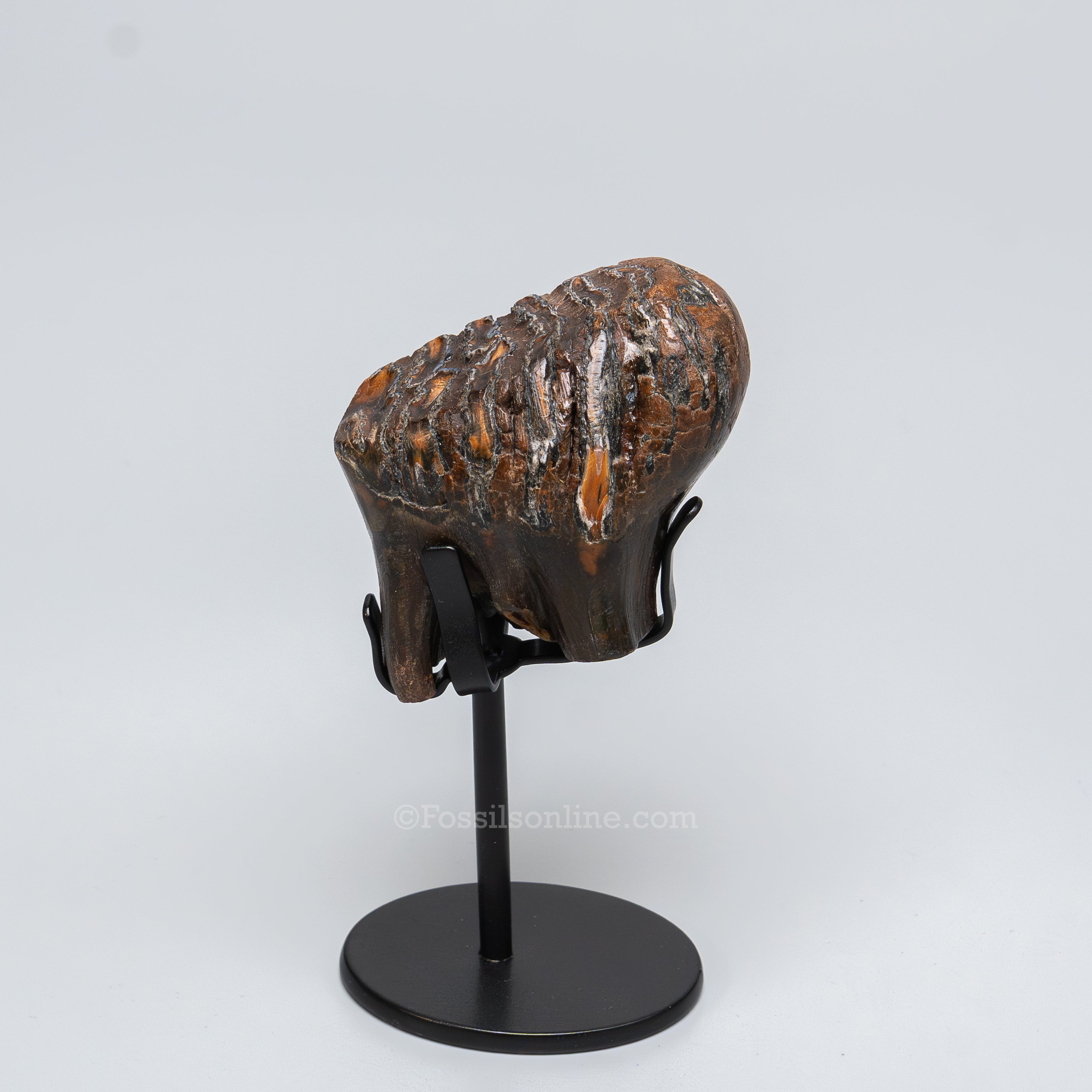 Juvenile Woolly Mammoth Tooth on Display Stand