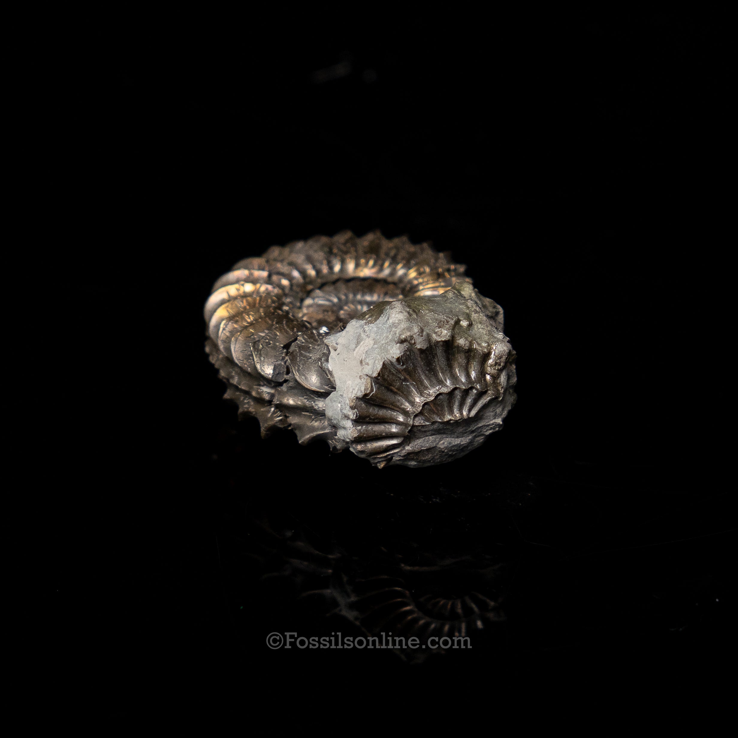 Fossil Pyritized Ammonite  Pleuroceras Cluster Jurassic Germany