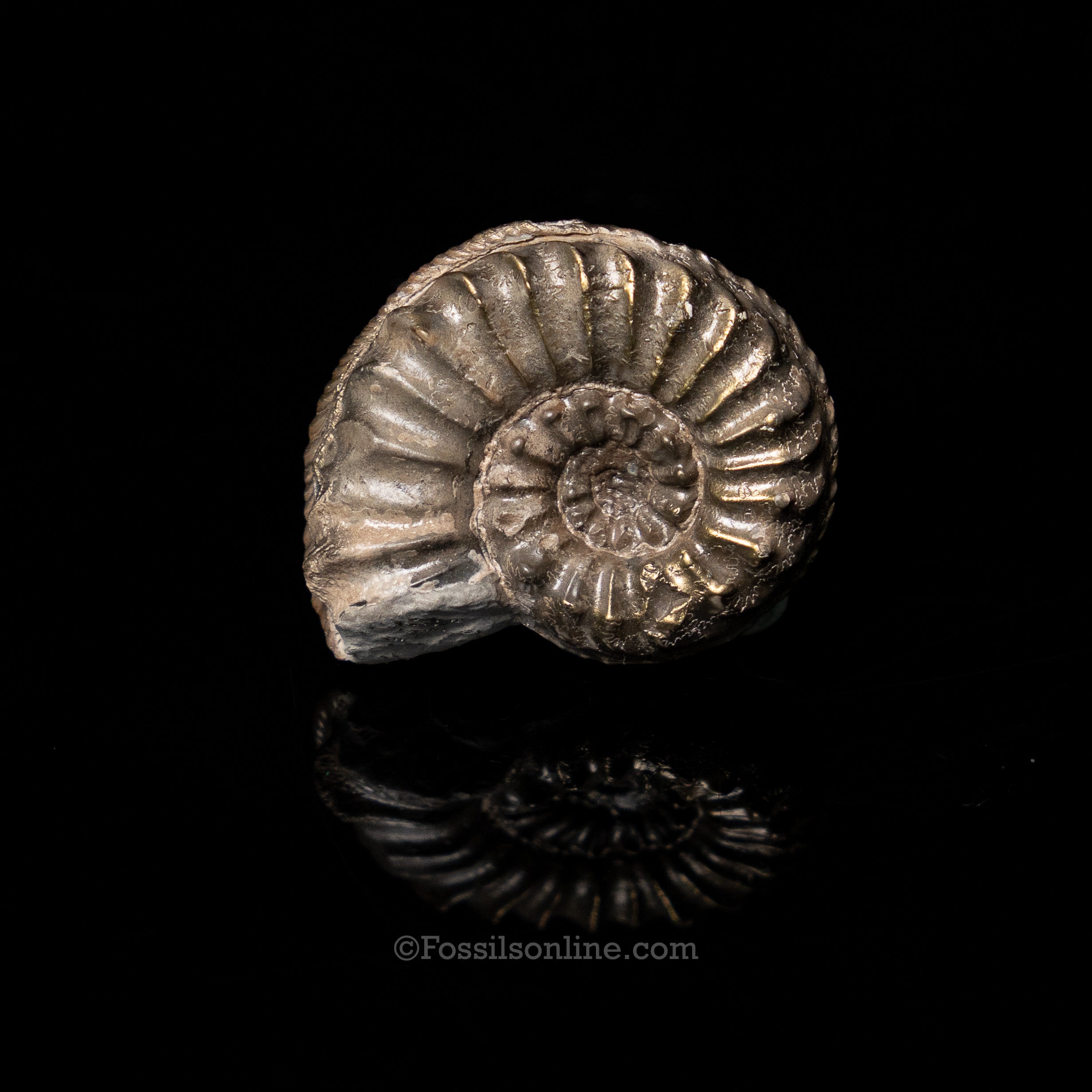 Fossil Pyritized Ammonite  Pleuroceras Jurassic Germany