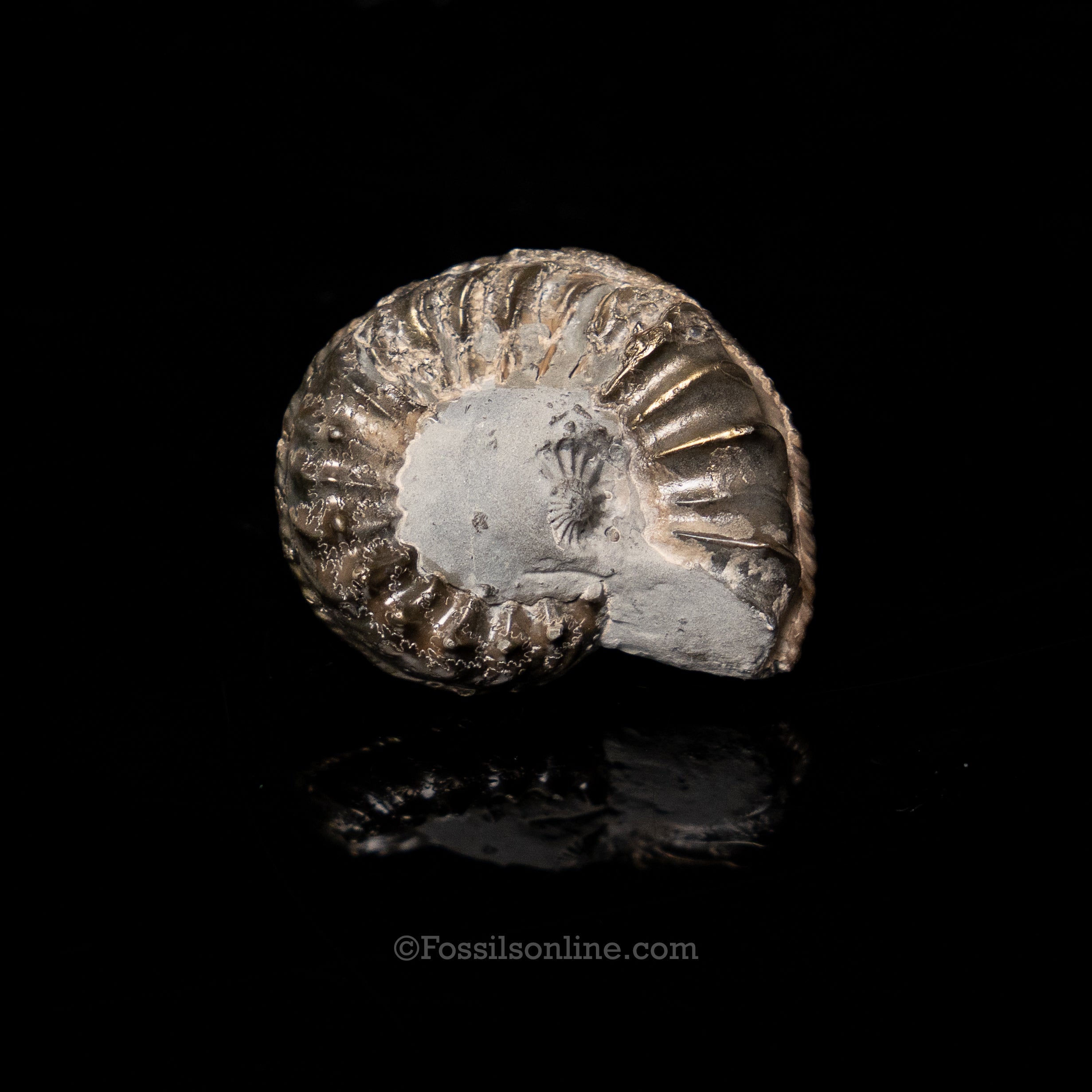 Fossil Pyritized Ammonite  Pleuroceras Jurassic Germany