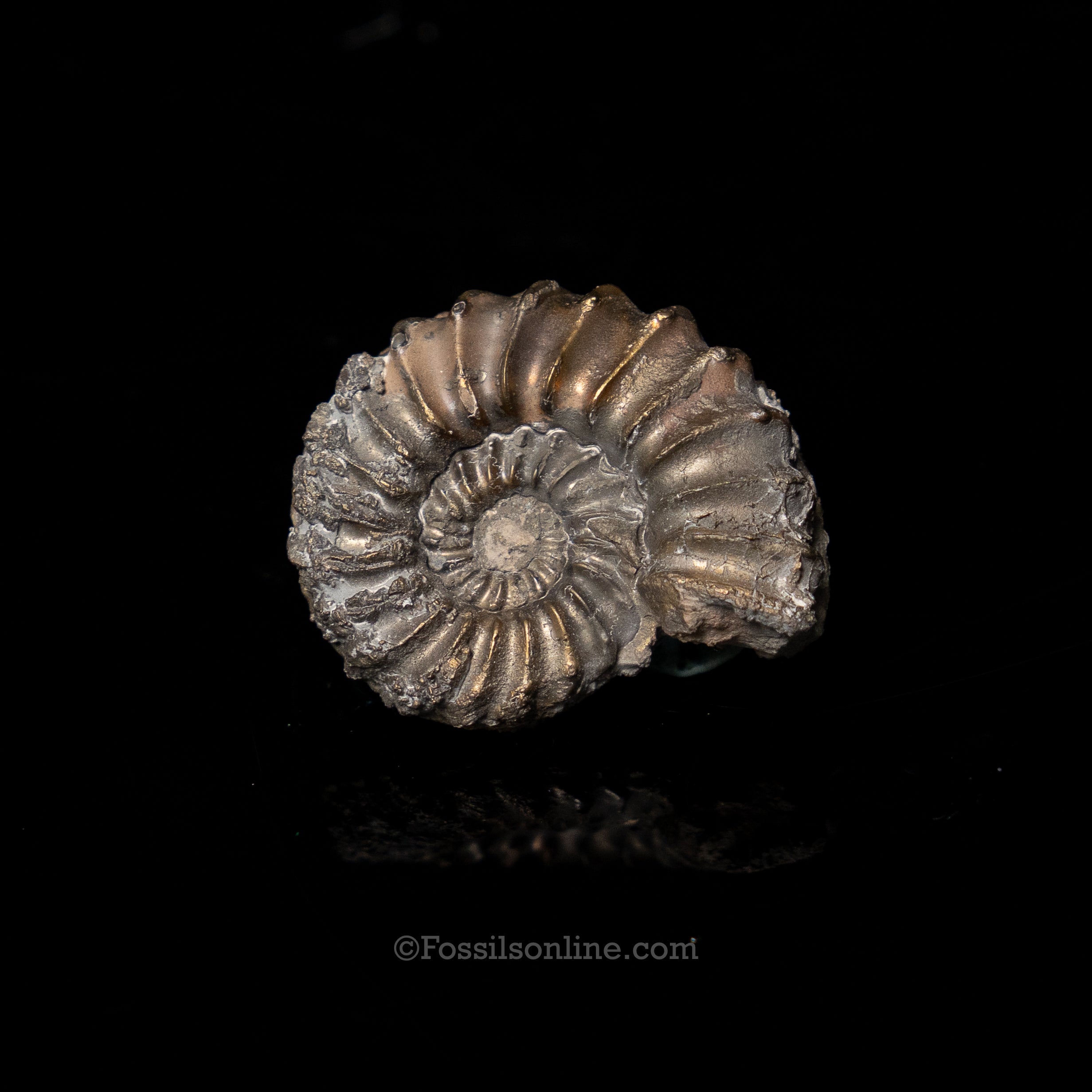 Fossil Pyritized Ammonite  Pleuroceras Jurassic Germany