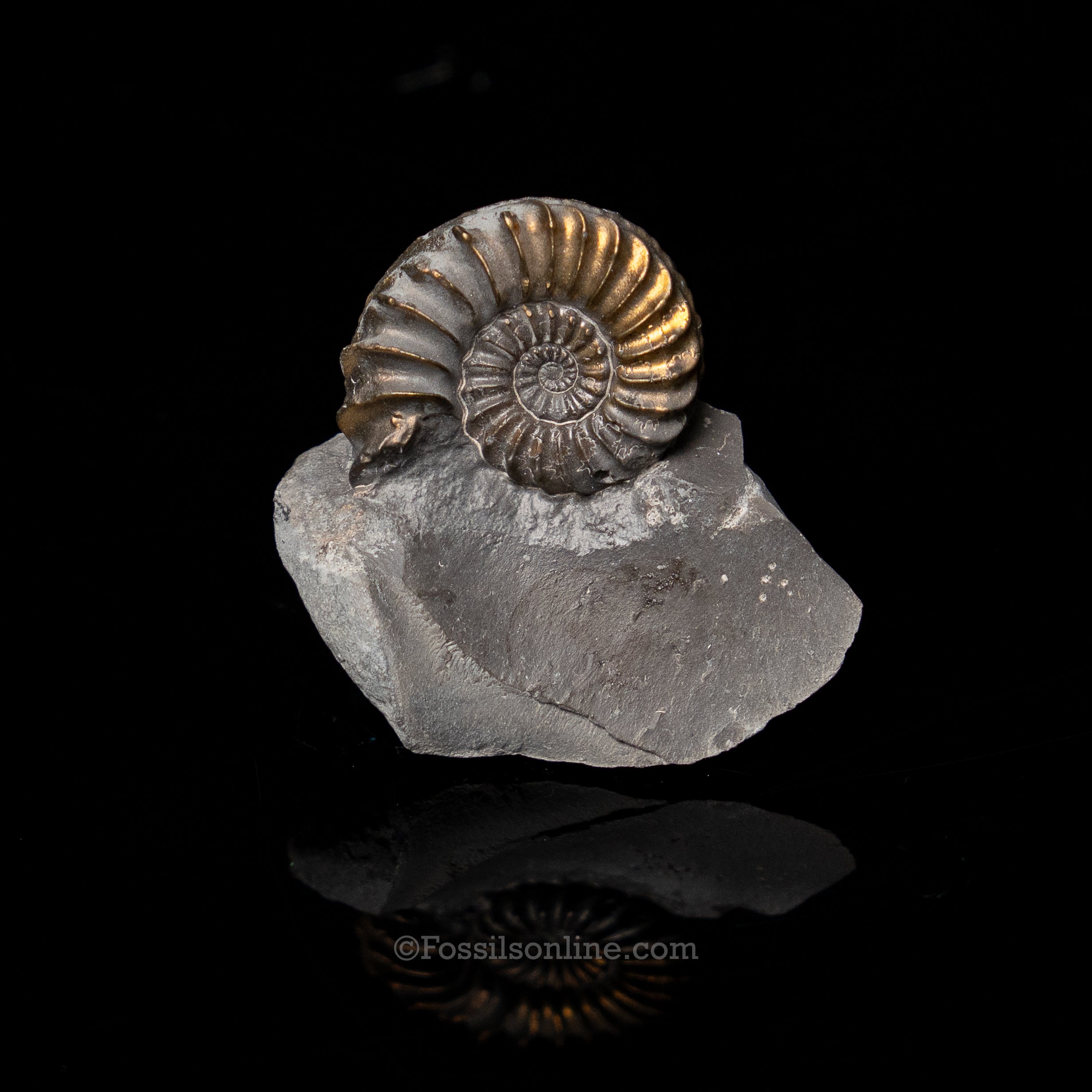 Fossil Pyritized Ammonite  Pleuroceras Jurassic Germany