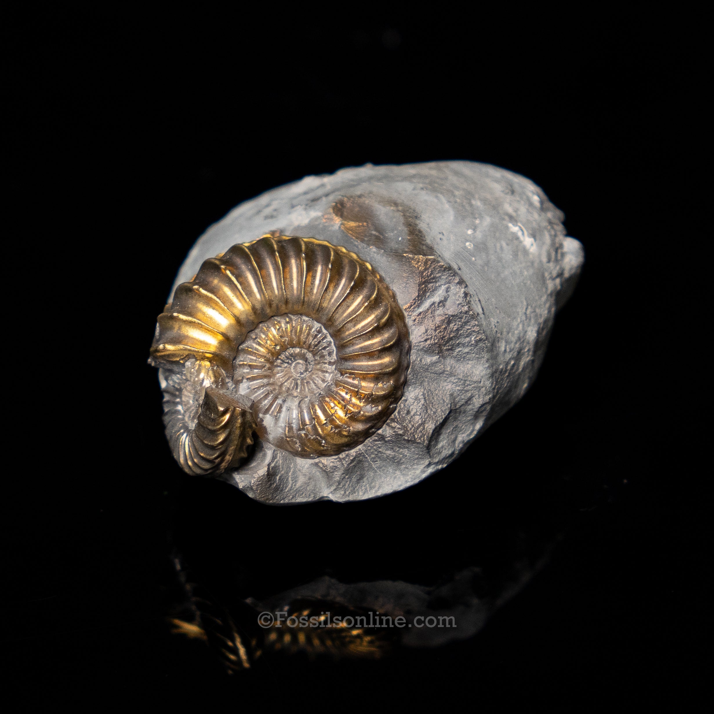 Fossil Pyritized Ammonite  Pleuroceras Cluster Jurassic Germany