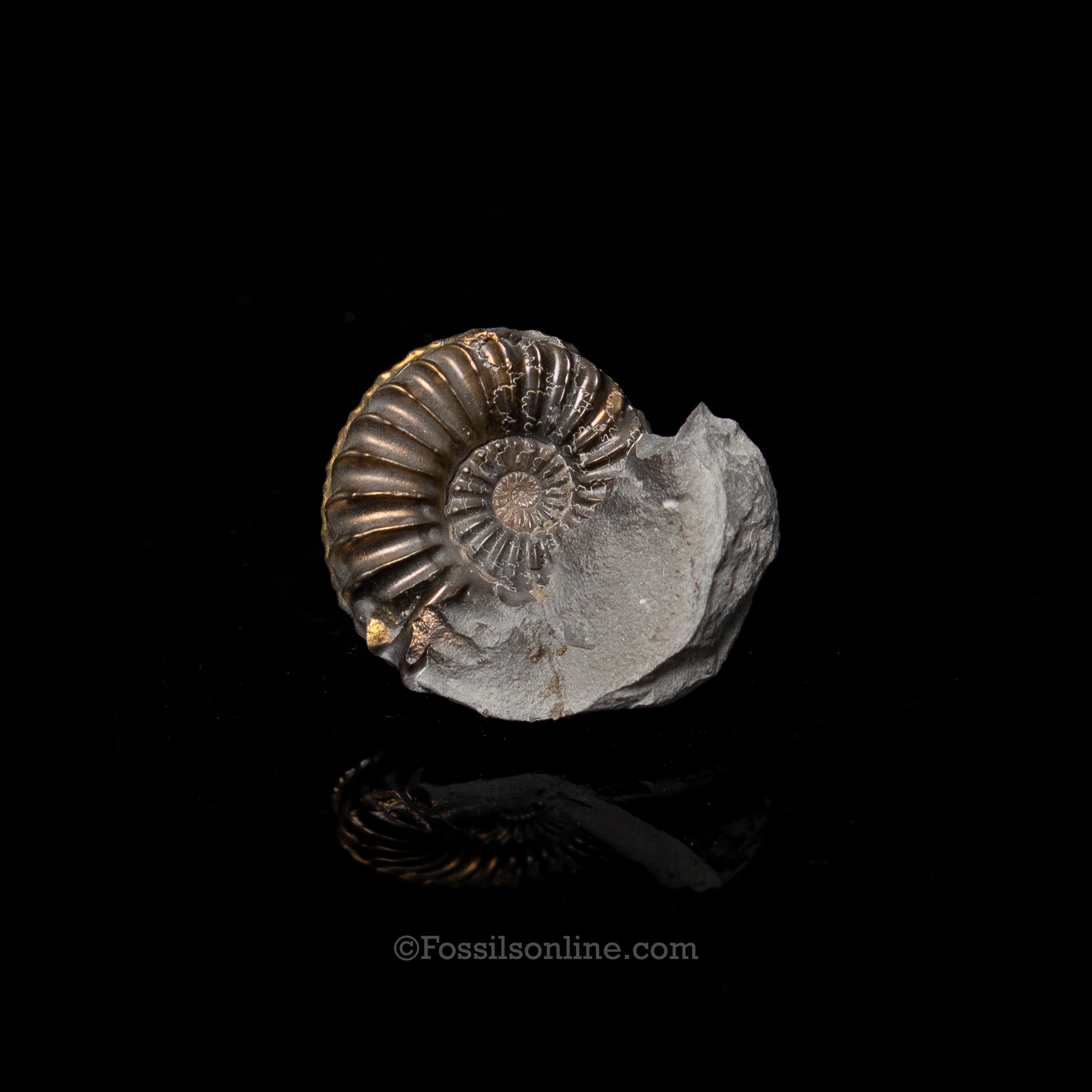 Fossil Pyritized Ammonite  Pleuroceras Jurassic Germany