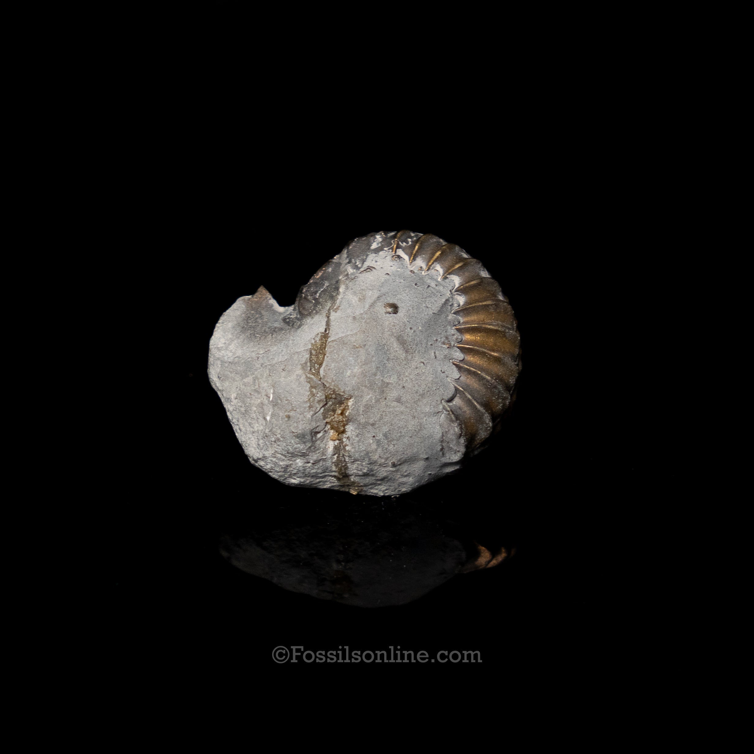 Fossil Pyritized Ammonite  Pleuroceras Jurassic Germany