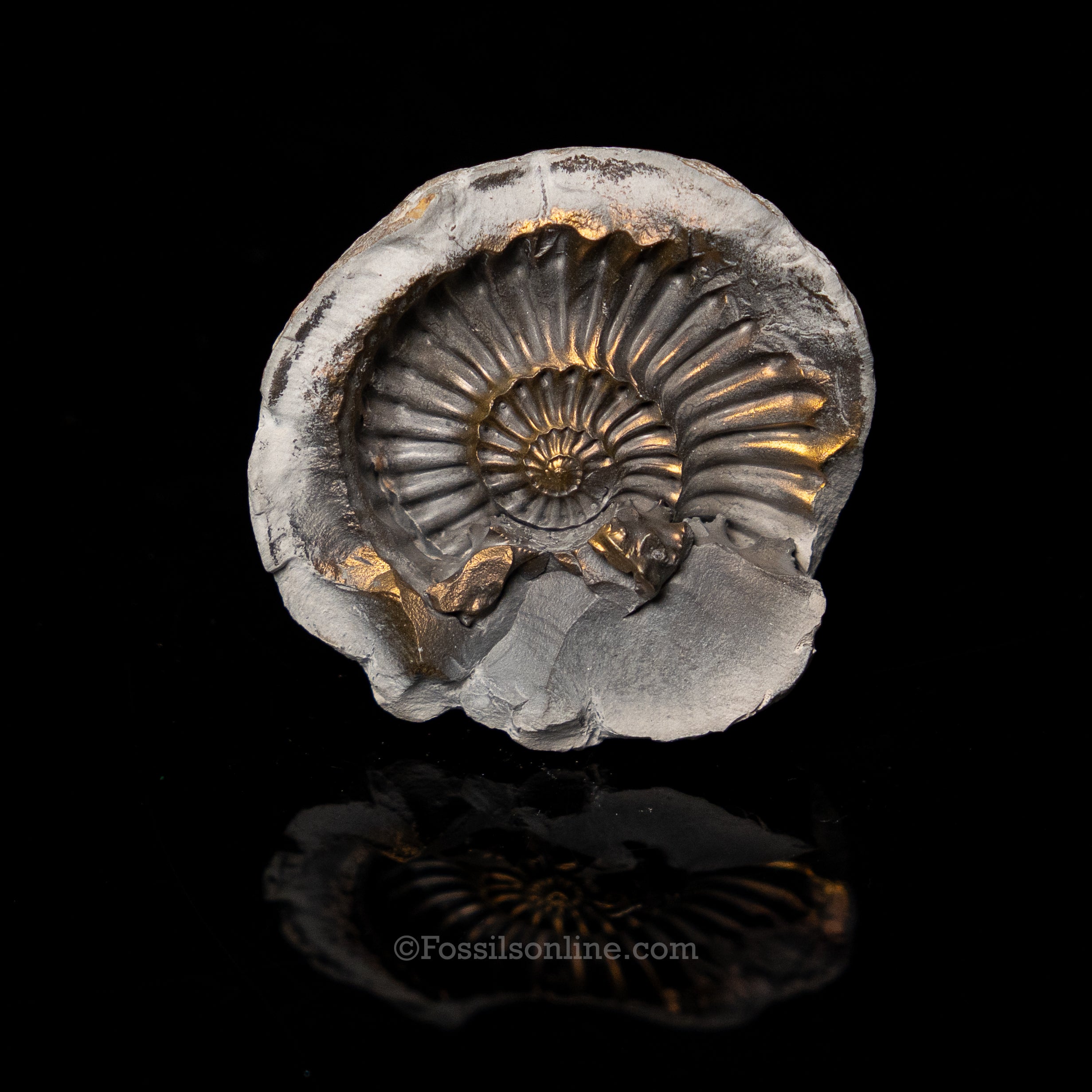 Fossil Pyritized Ammonite Negative Pleuroceras Jurassic Germany