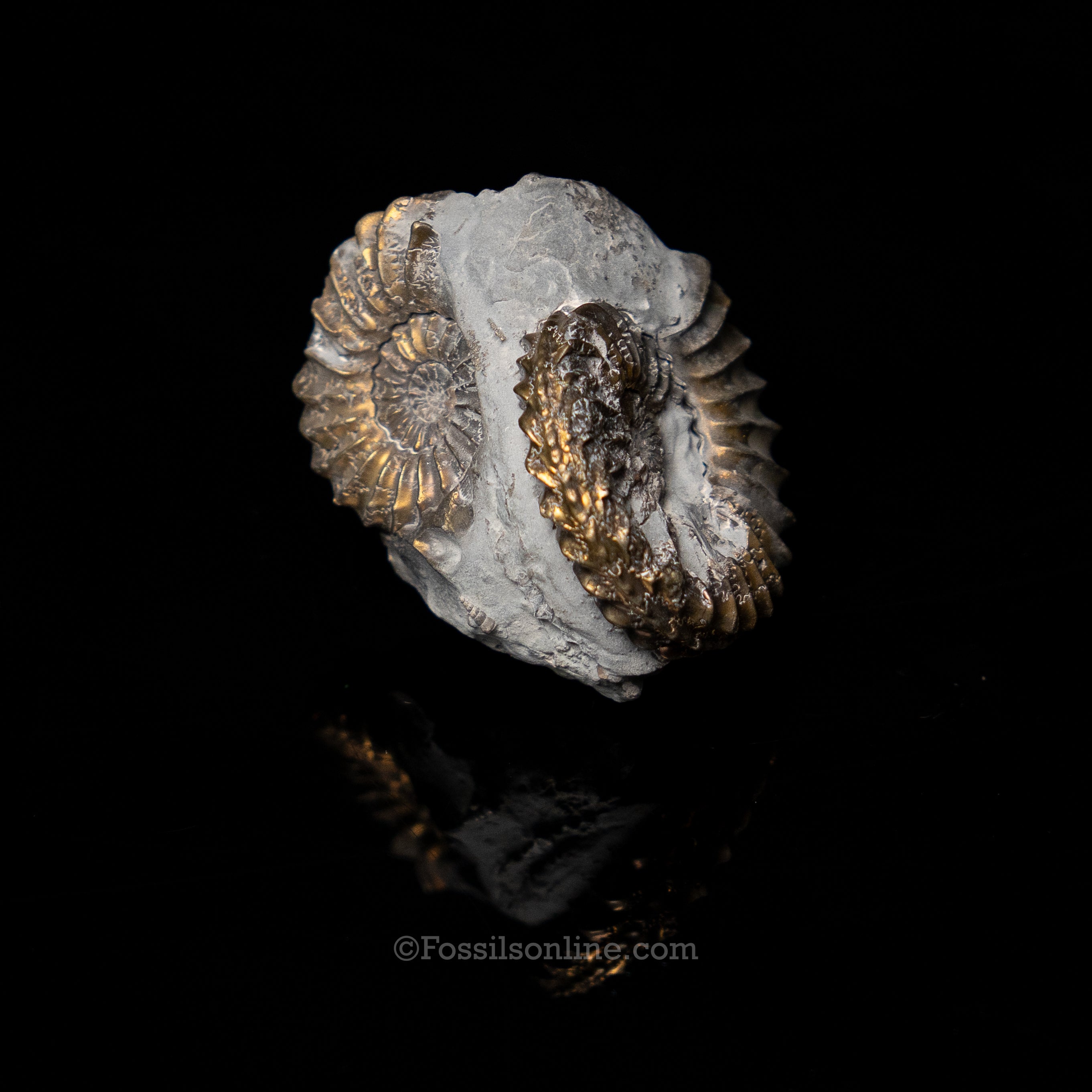 Fossil Pyritized Ammonite  Pleuroceras Cluster Jurassic Germany