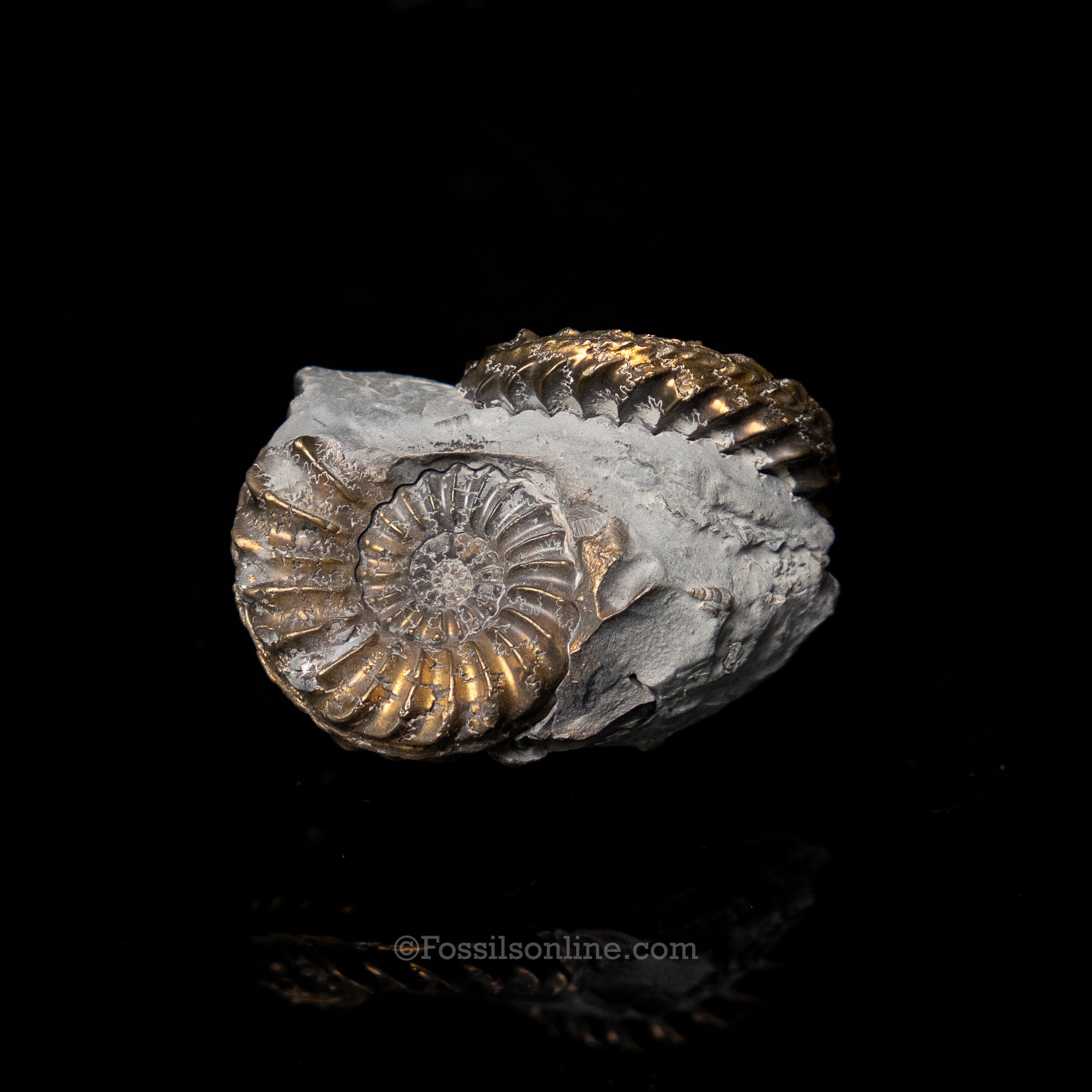 Fossil Pyritized Ammonite  Pleuroceras Cluster Jurassic Germany