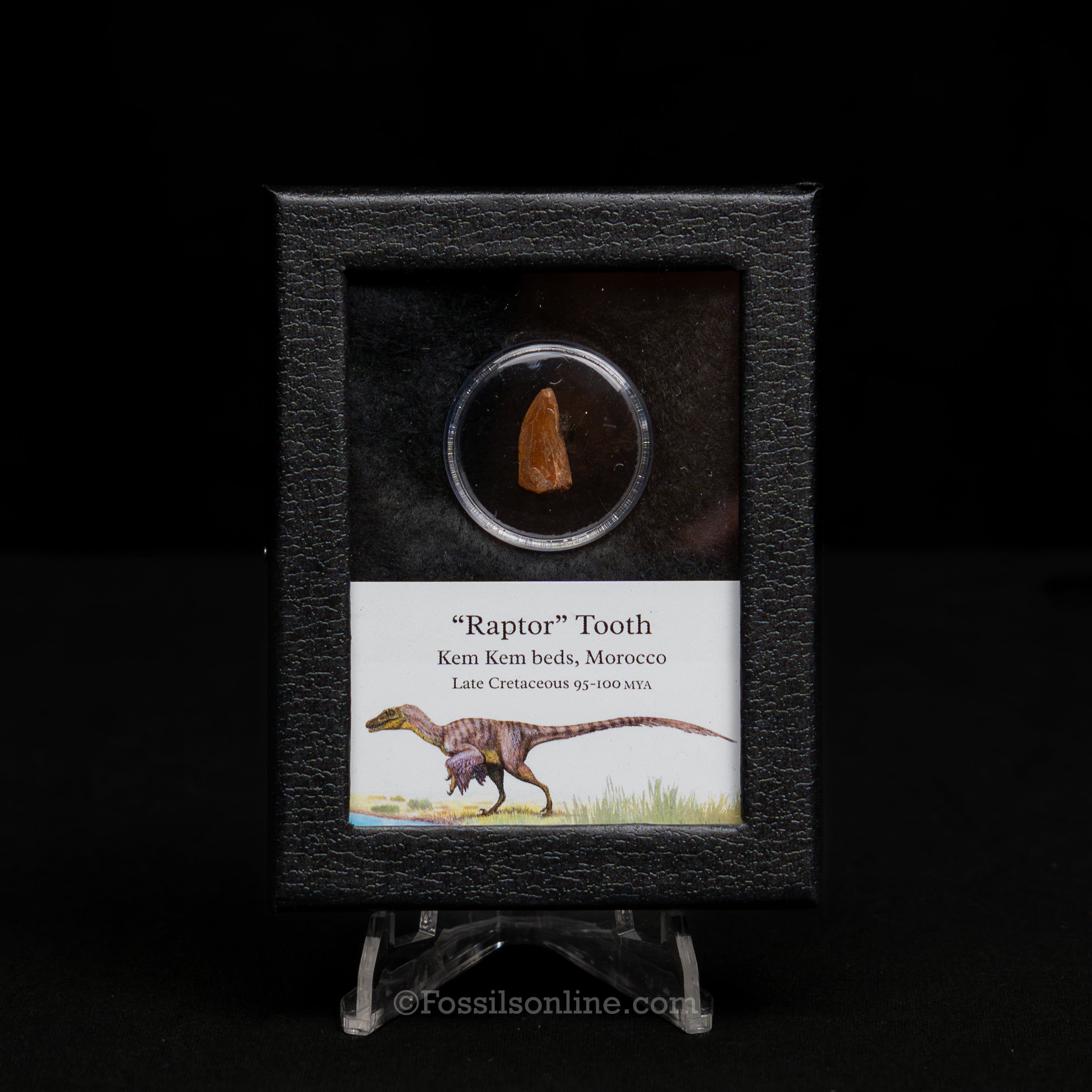 Theropod Dinosaur Tooth "Raptor" in a sm display case