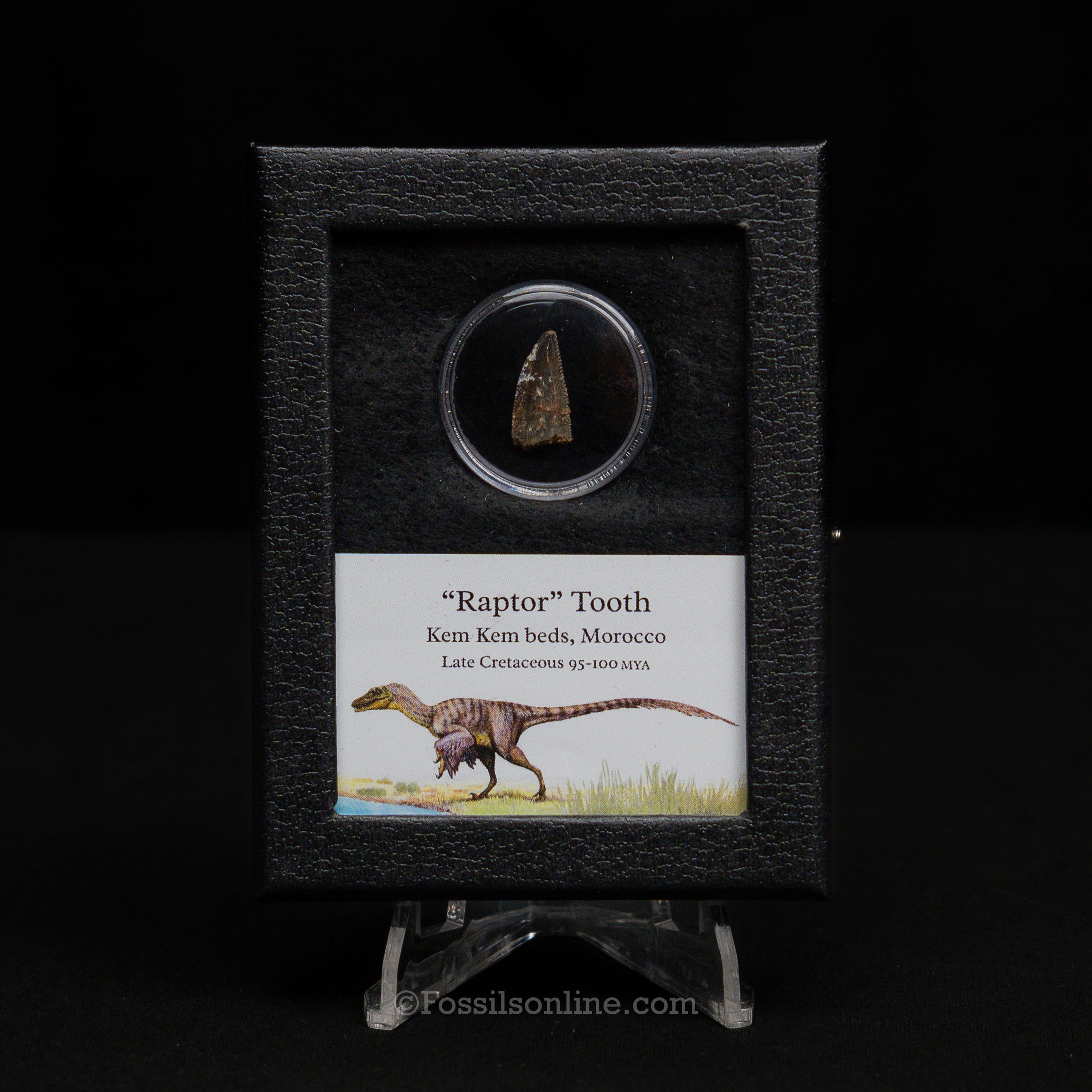 Theropod Dinosaur Tooth "Raptor" in a sm display case