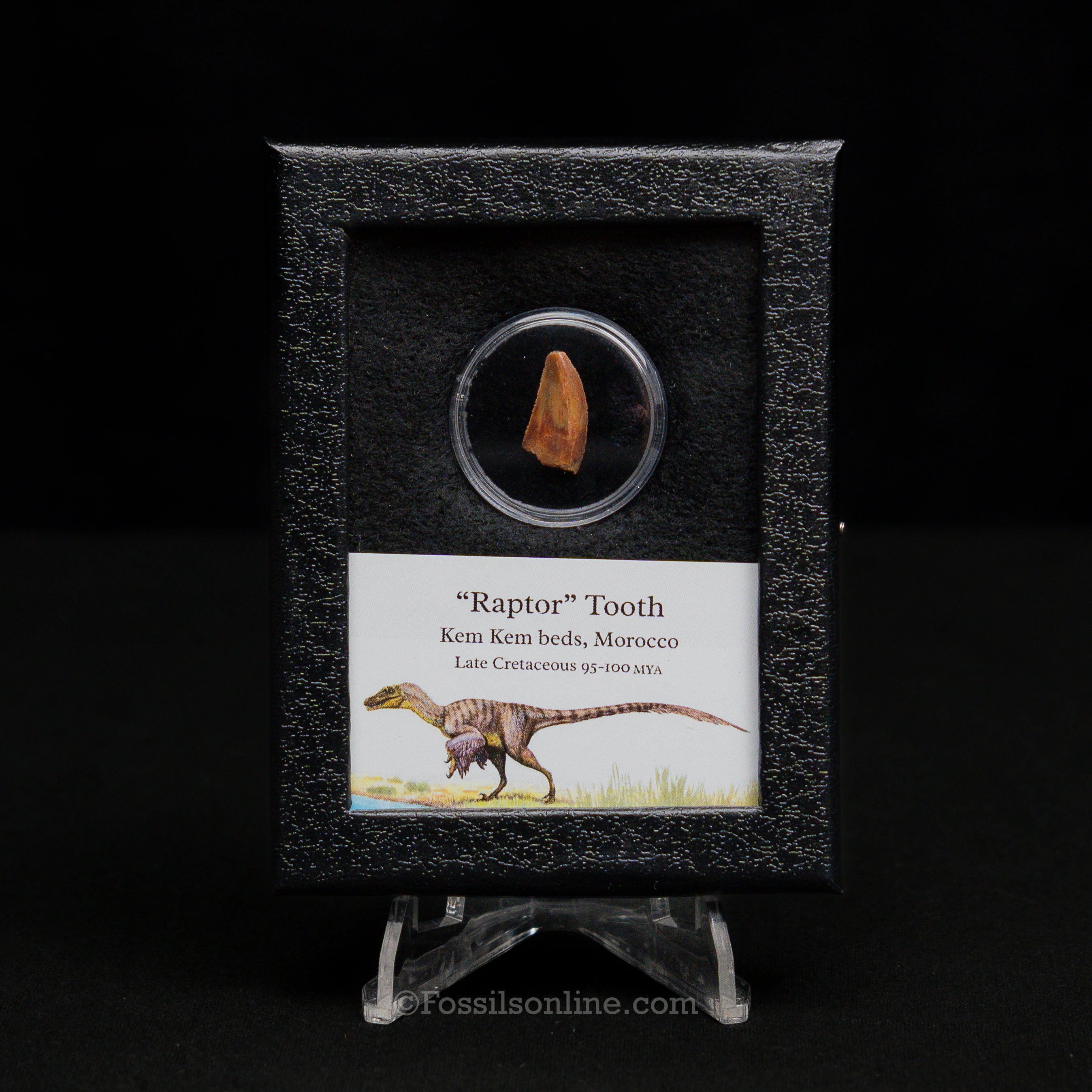 Theropod Dinosaur Tooth "Raptor" in a sm display case