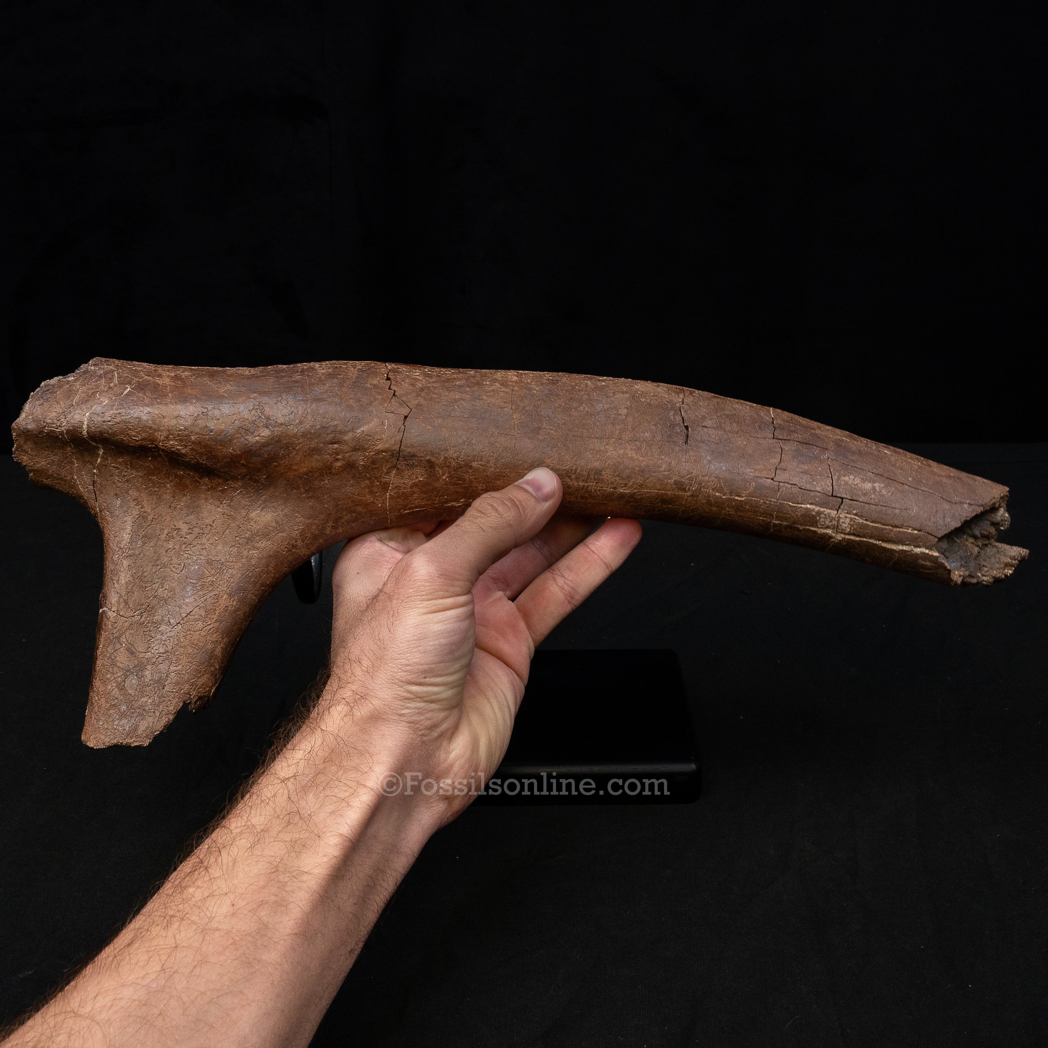 Large Triceratops Rib on Display Stand