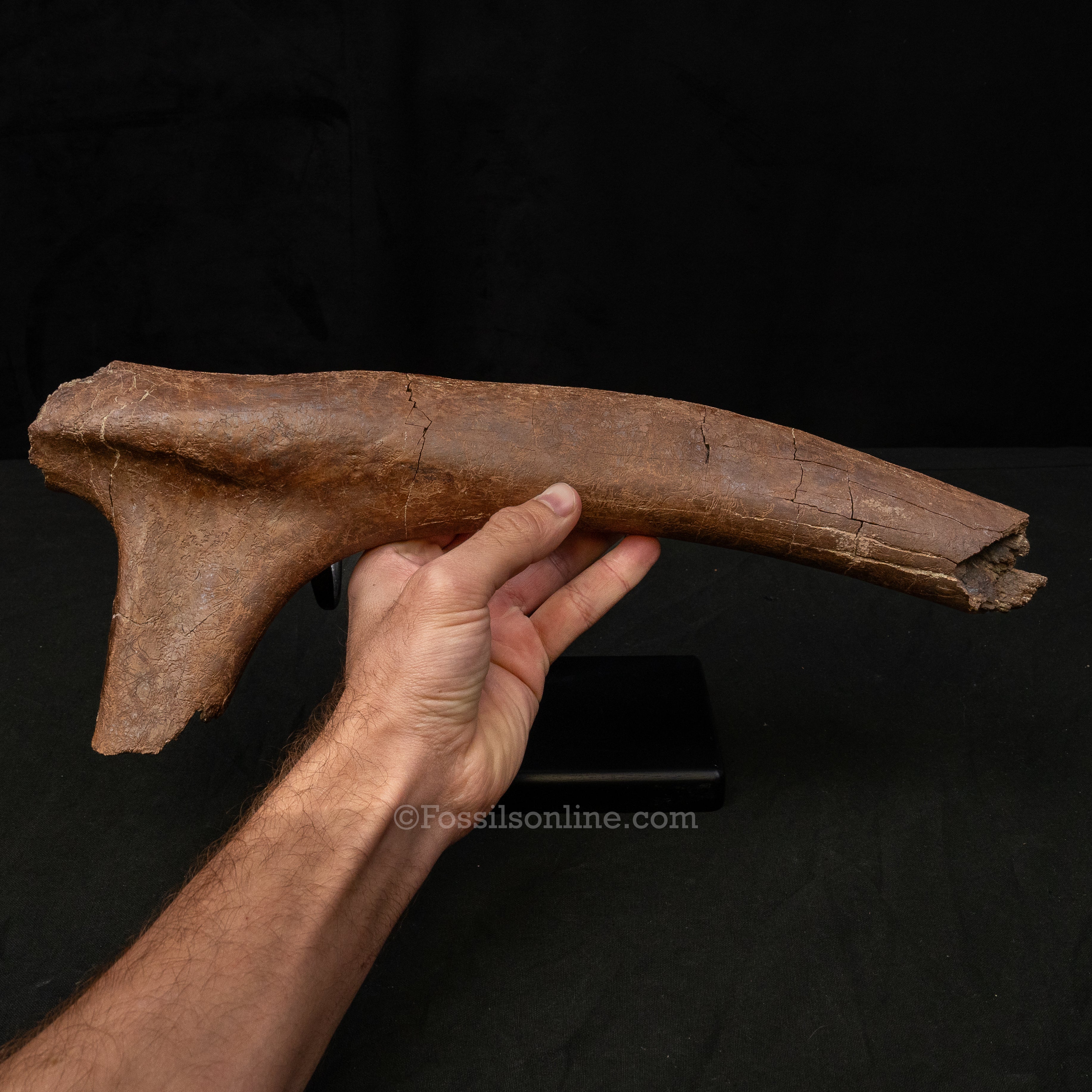 Large Triceratops Rib on Display Stand