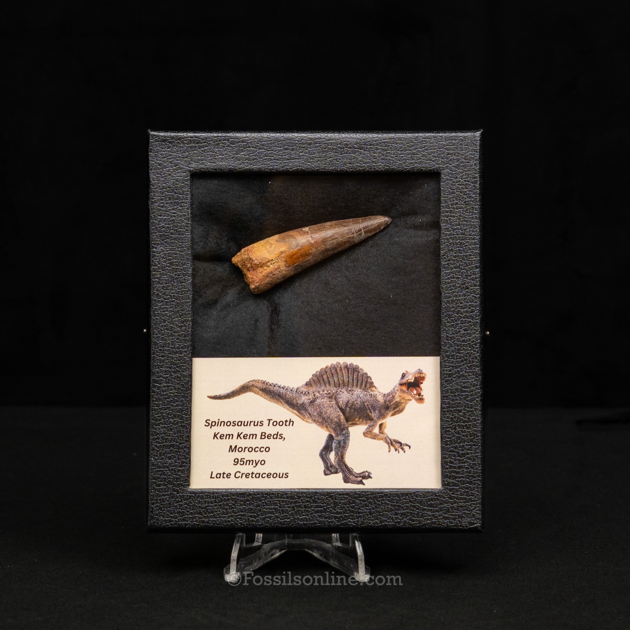 Spinosaurus Dinosaur Tooth Med Case