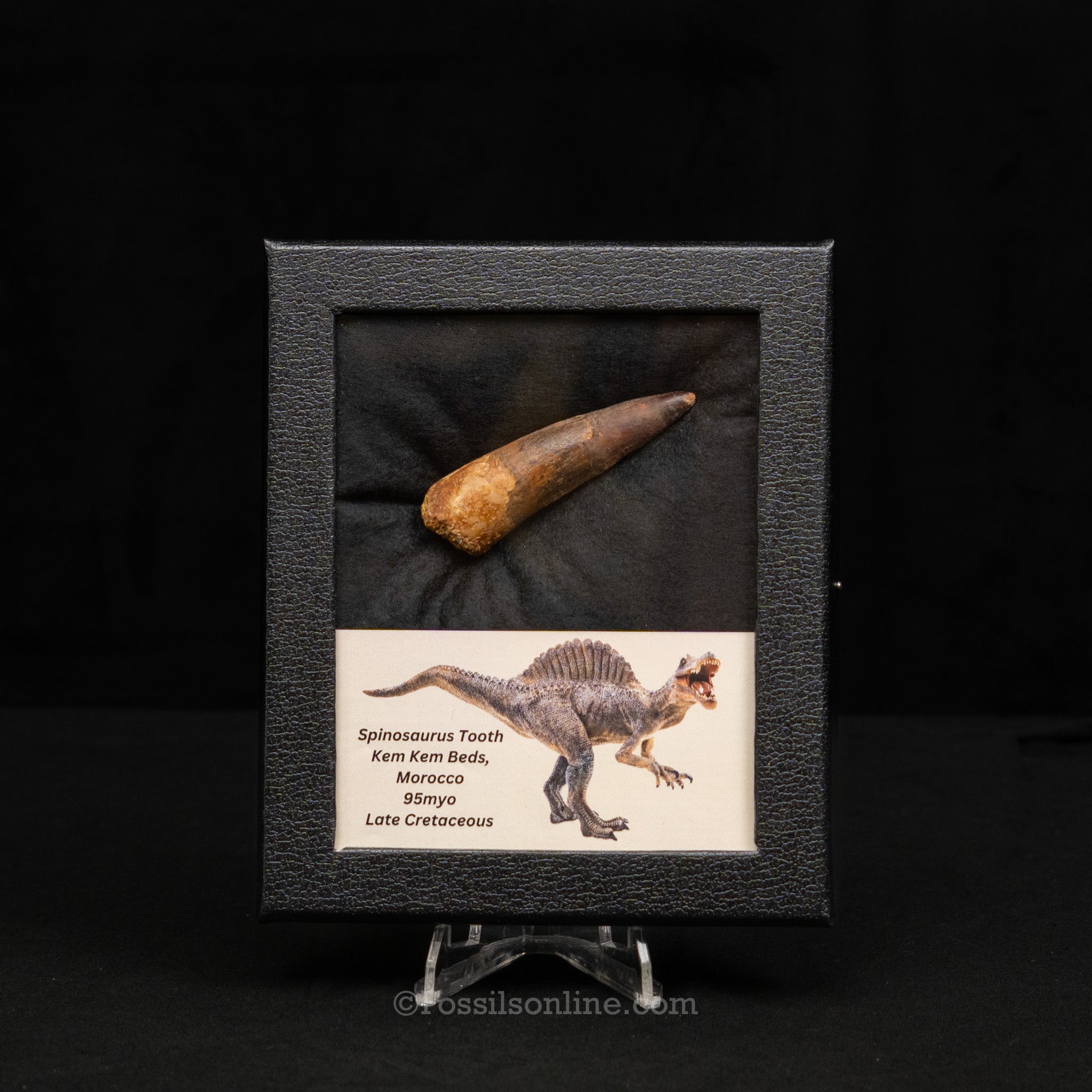 Spinosaurus Dinosaur Tooth Med Case