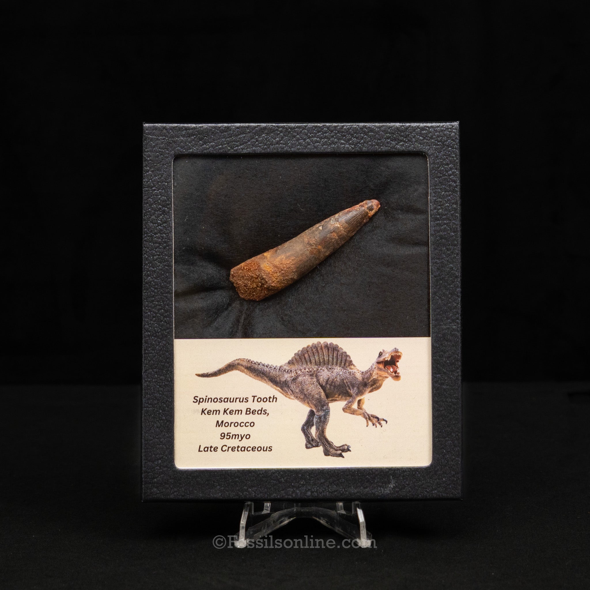 Spinosaurus Dinosaur Tooth Med Case
