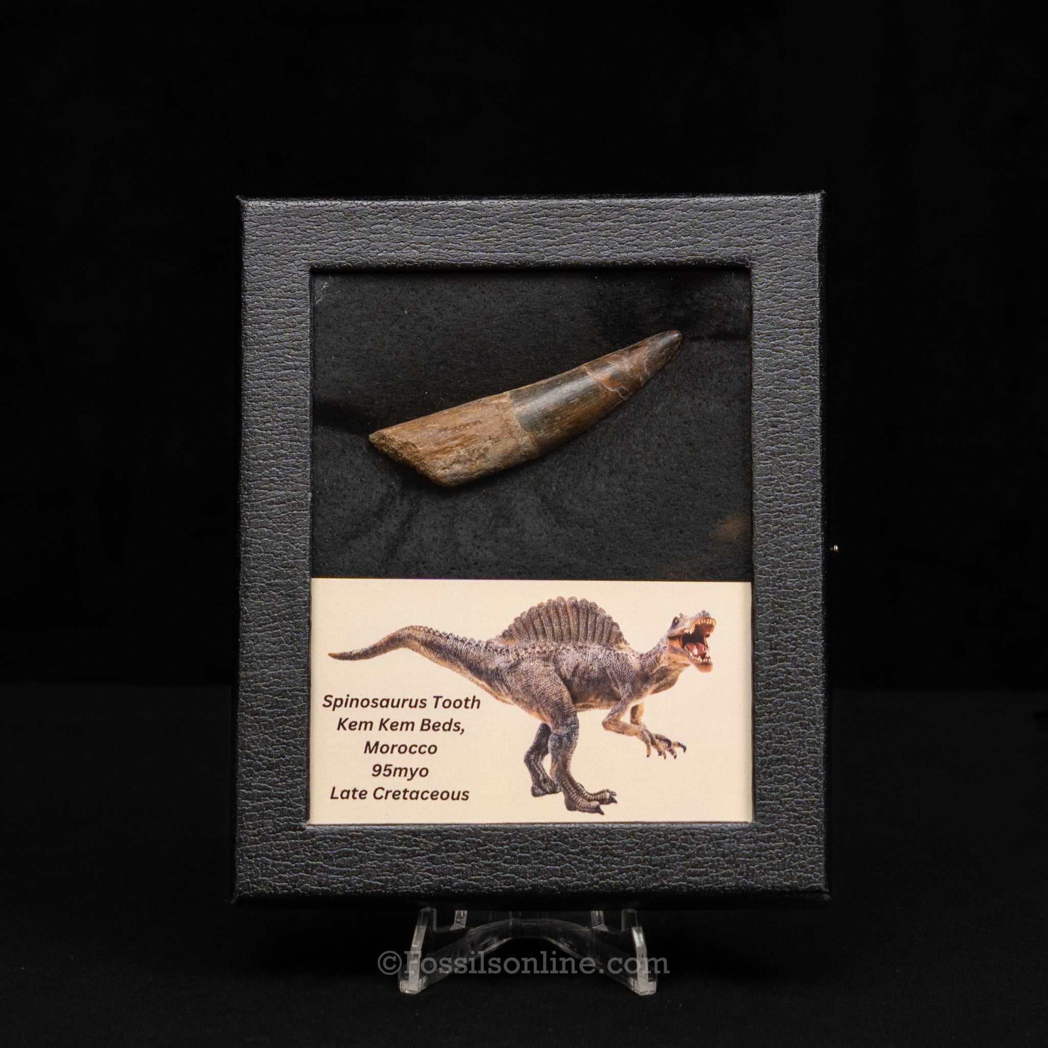 Spinosaurus Dinosaur Tooth Med Case