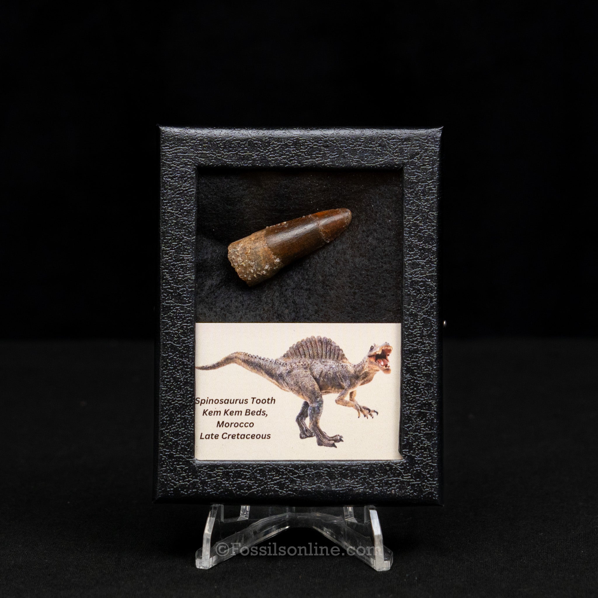 Spinosaurus Dinosaur Tooth Sm Case