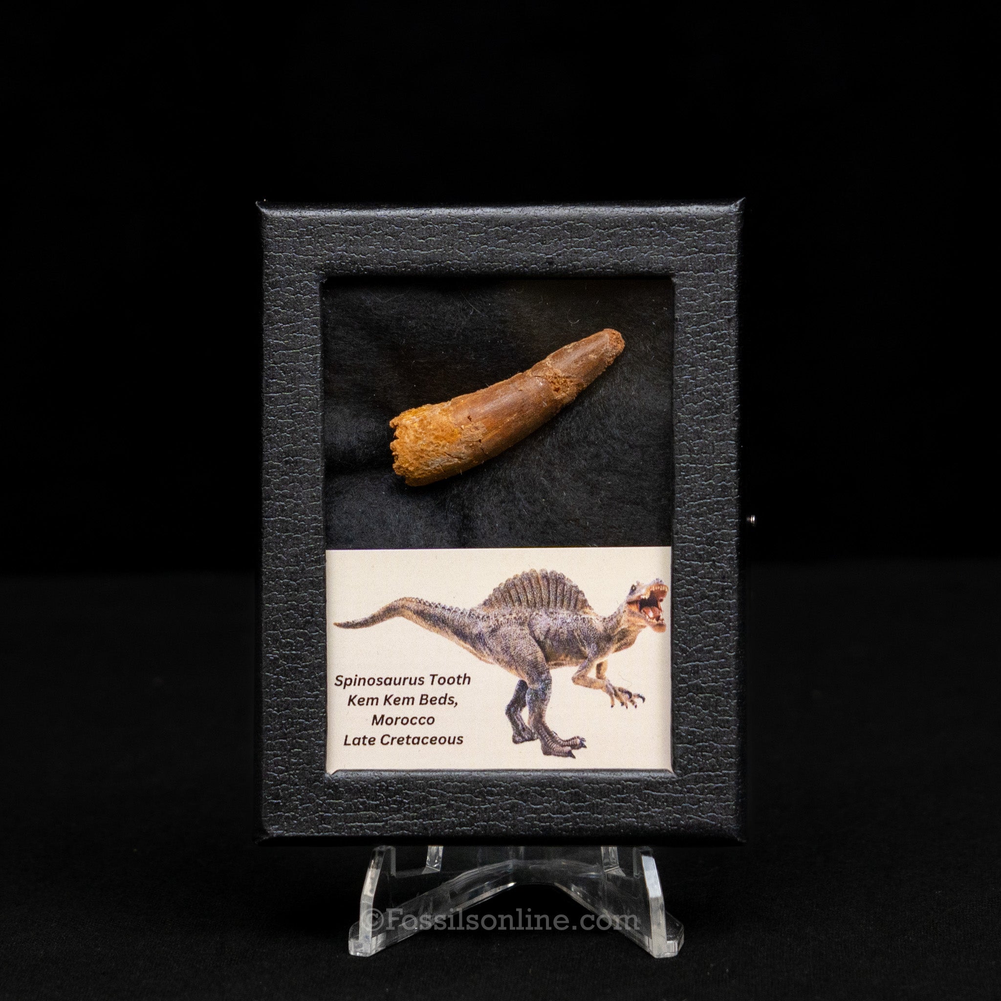 Spinosaurus Dinosaur Tooth Sm Case