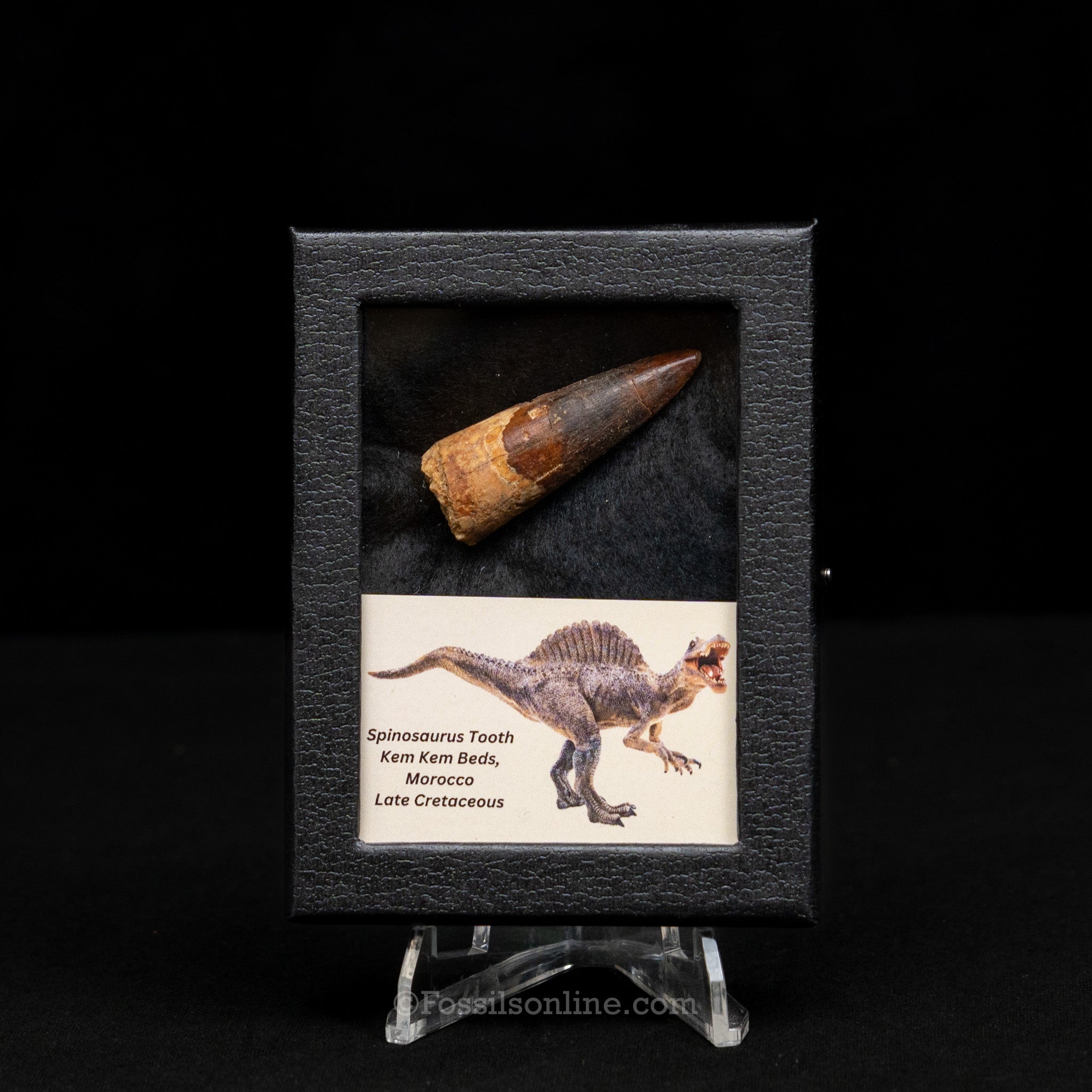 Spinosaurus Dinosaur Tooth Sm Case