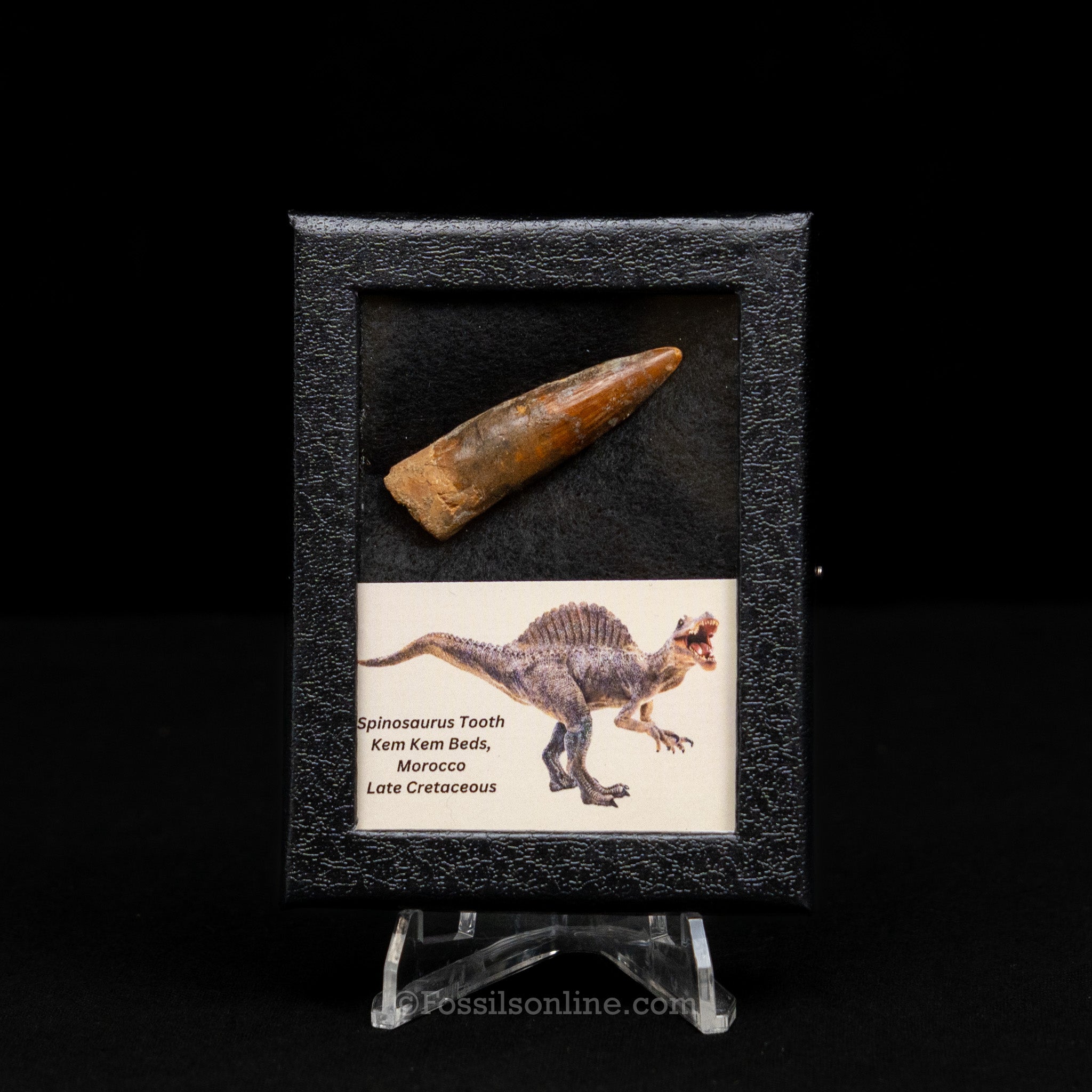 Spinosaurus Dinosaur Tooth Sm Case