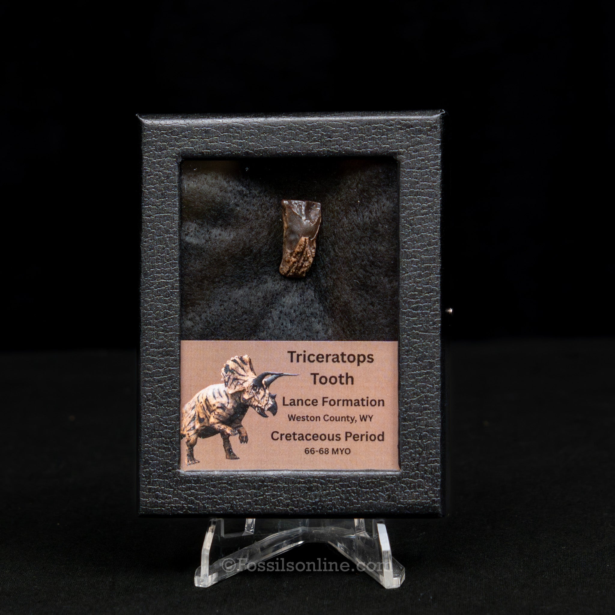 LG Triceratops Tooth in Case Lance FM